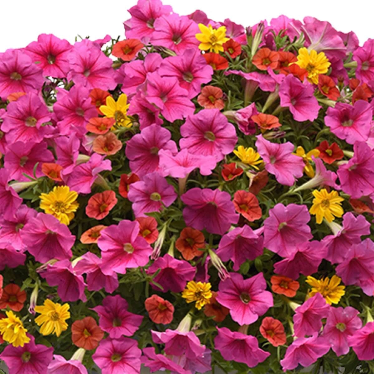 slide 2 of 2, Lowe's Mambo in 2.5 Gallon(s), 1 ct