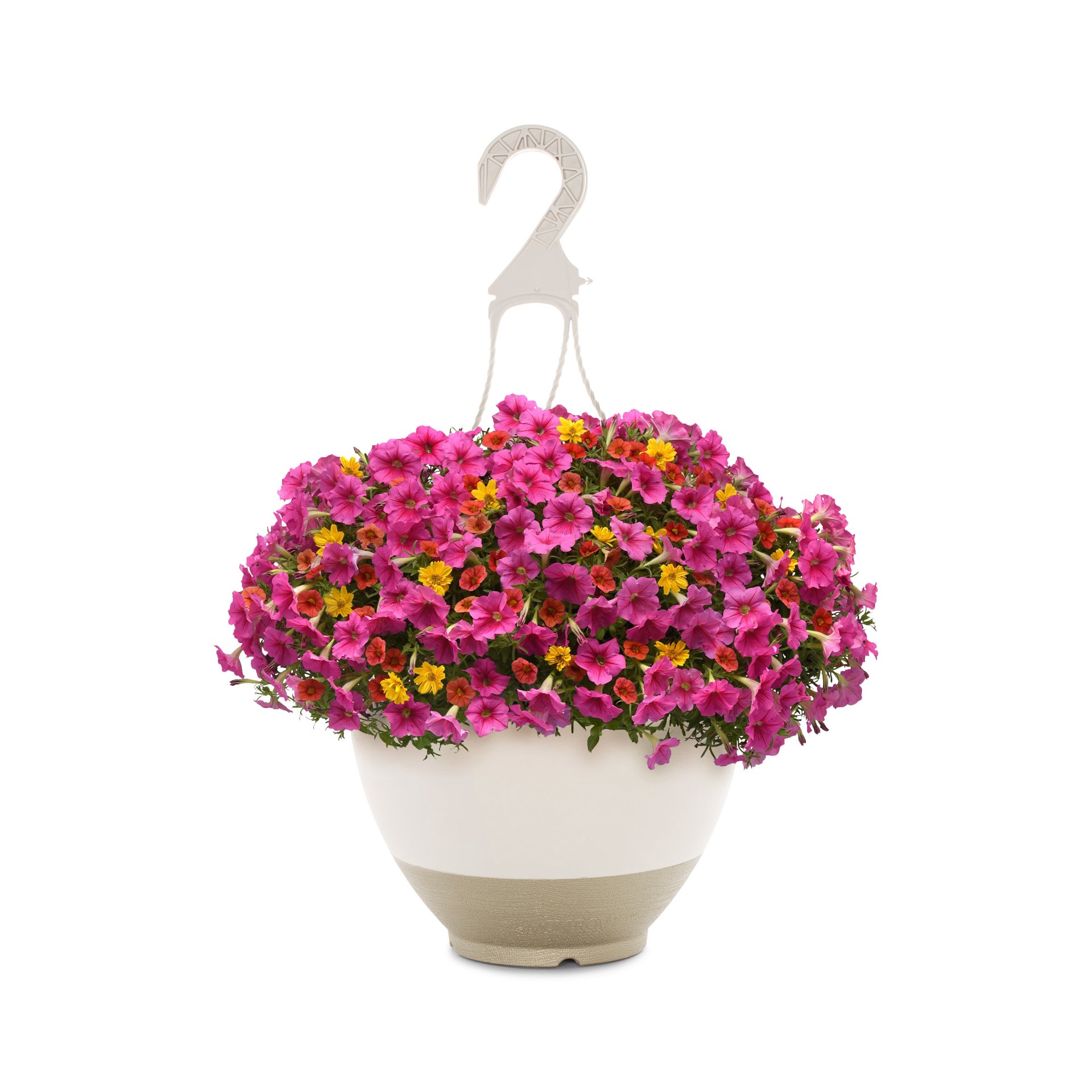 slide 1 of 2, Lowe's Mambo in 2.5 Gallon(s), 1 ct