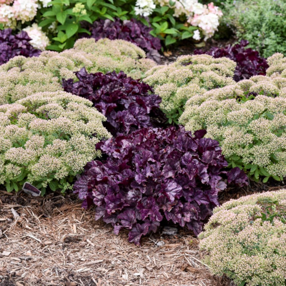slide 4 of 4, Monrovia Pink Corall bells Plant in 1 -Gallon Pot 1 -Pack, 1 ct