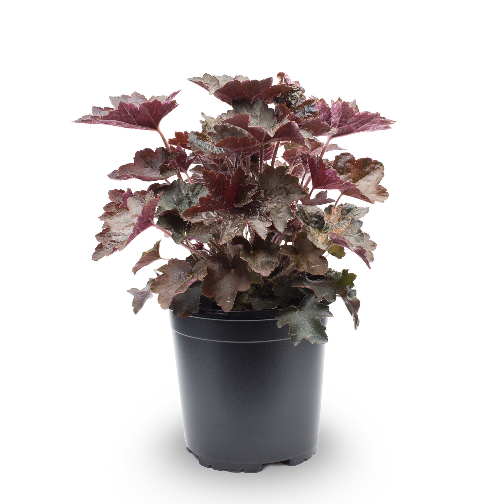 slide 1 of 4, Monrovia Pink Corall bells Plant in 1 -Gallon Pot 1 -Pack, 1 ct