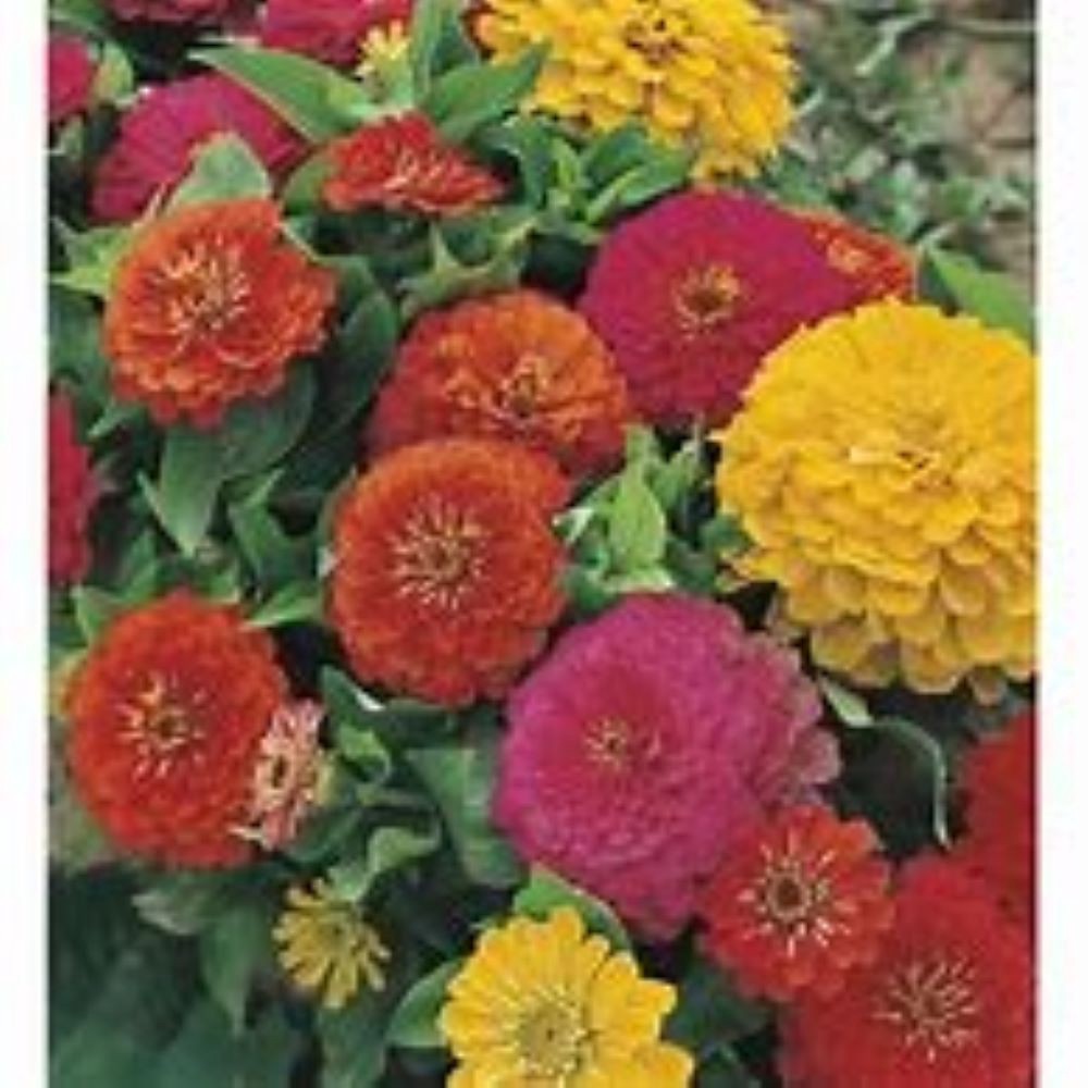 slide 2 of 4, Lowe's Multicolor ZINNIA in 6 -Pack Tray 6 -Pack, 1 ct