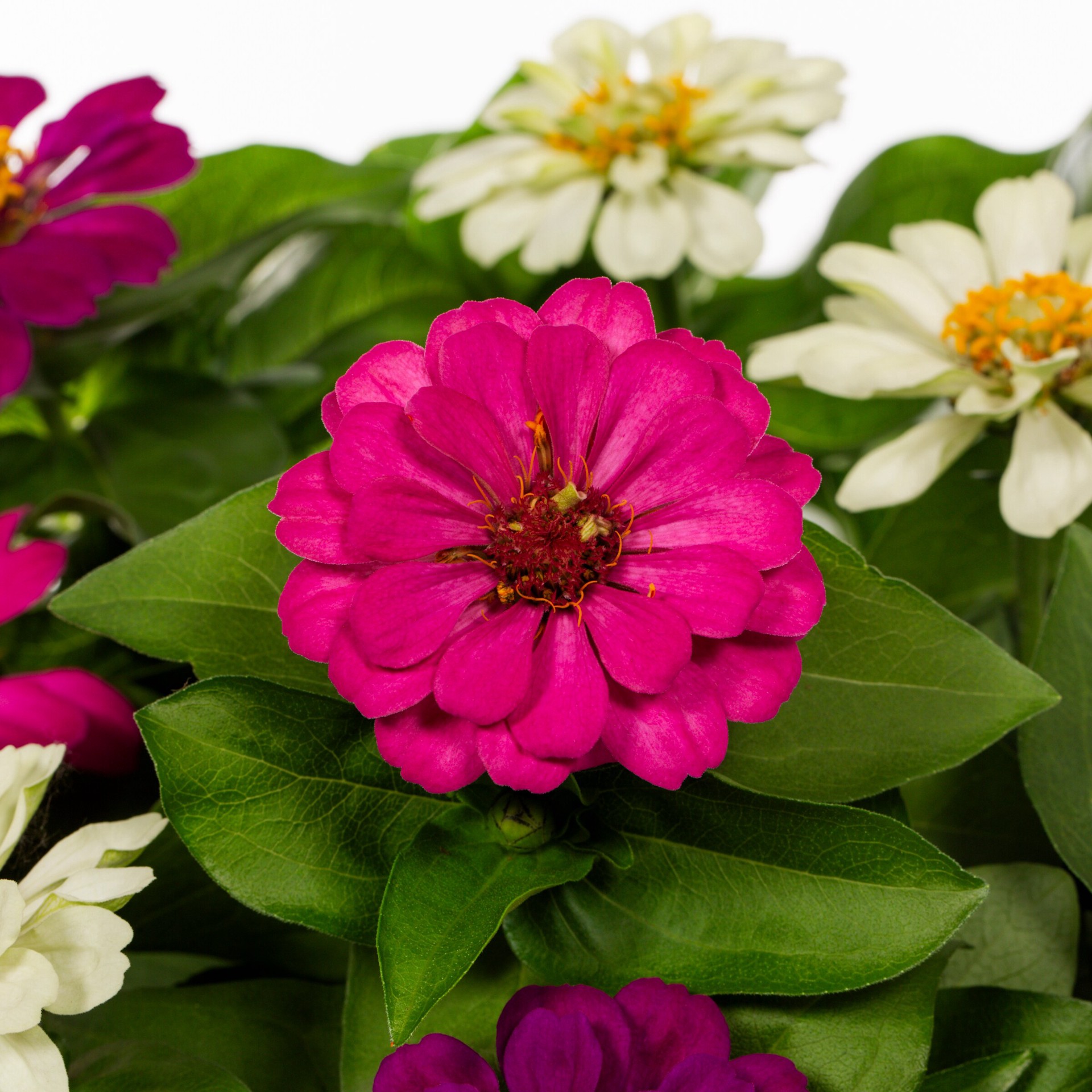 slide 2 of 4, Lowe's Multicolor Zinnia in 1 Gallon(s) Pot 1 -Pack, 1 ct
