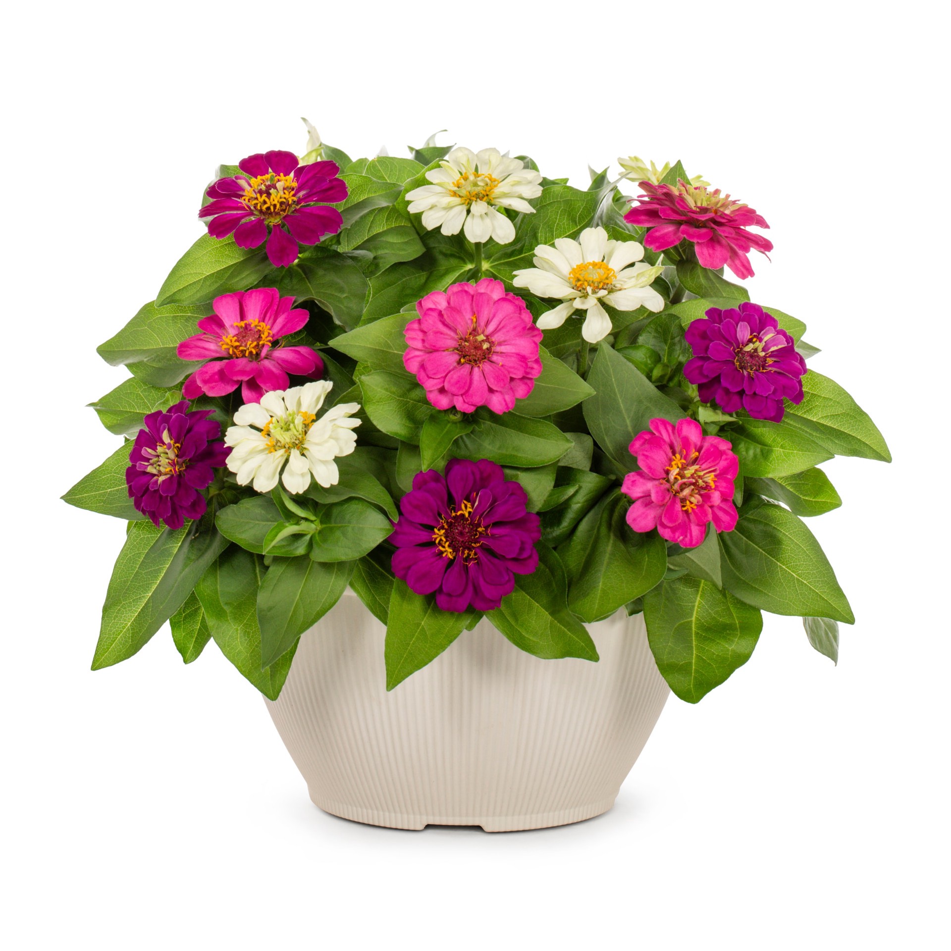 slide 1 of 4, Lowe's Multicolor Zinnia in 1 Gallon(s) Pot 1 -Pack, 1 ct