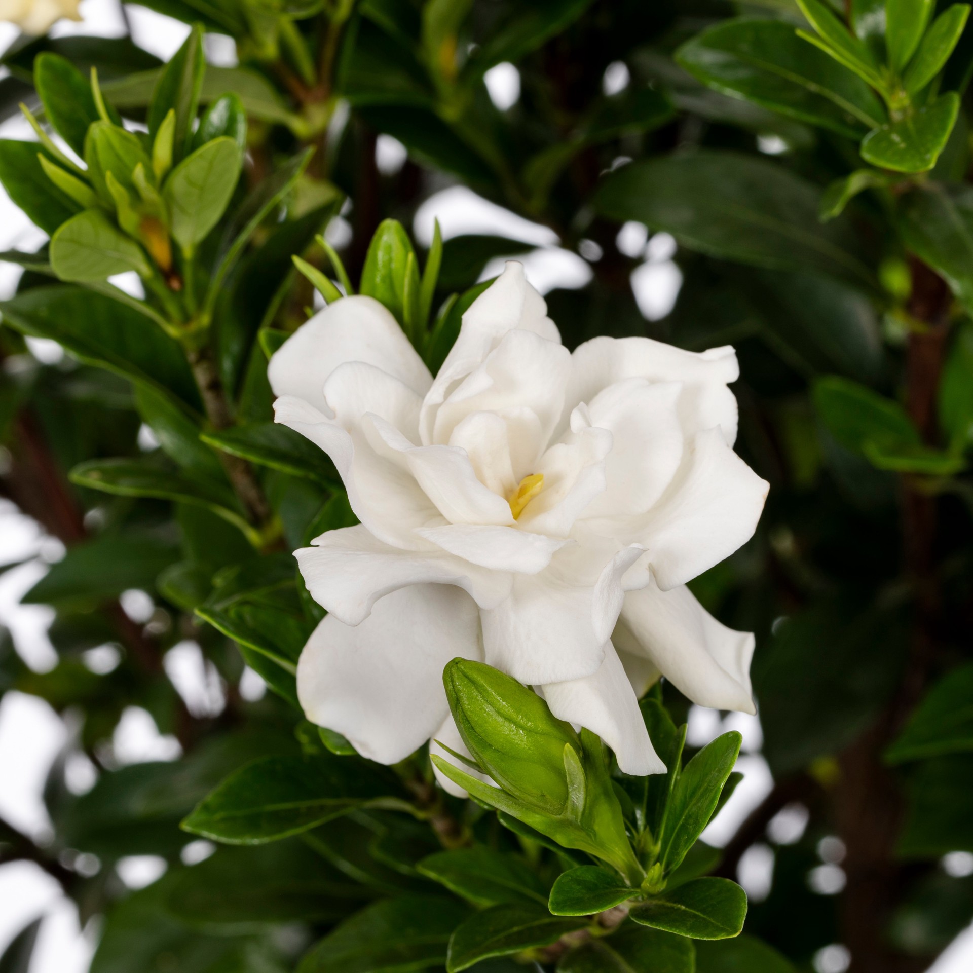 slide 2 of 4, Southern Living Gardenia Jubilation Flowering Shrub in 2.5 -Quart with White Blooms, 1 ct