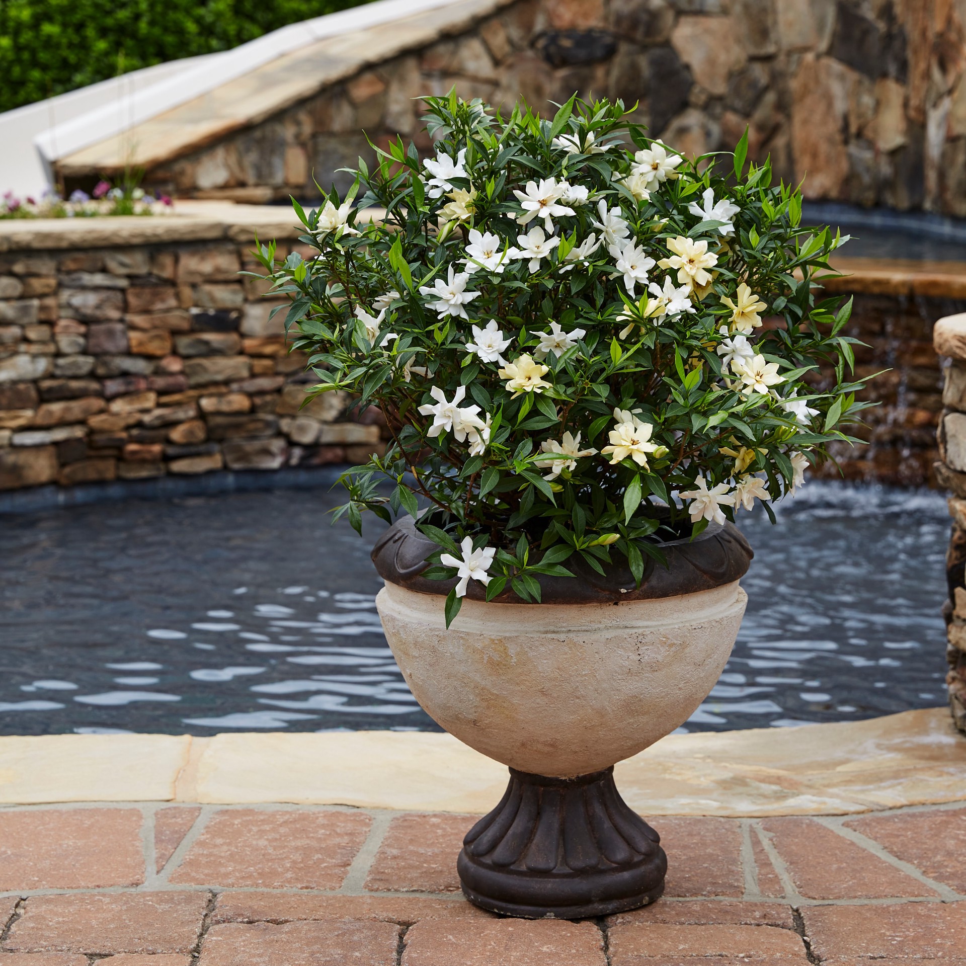 slide 3 of 4, Southern Living Gardenia Jubilation Flowering Shrub in 2.5 -Quart with White Blooms, 1 ct