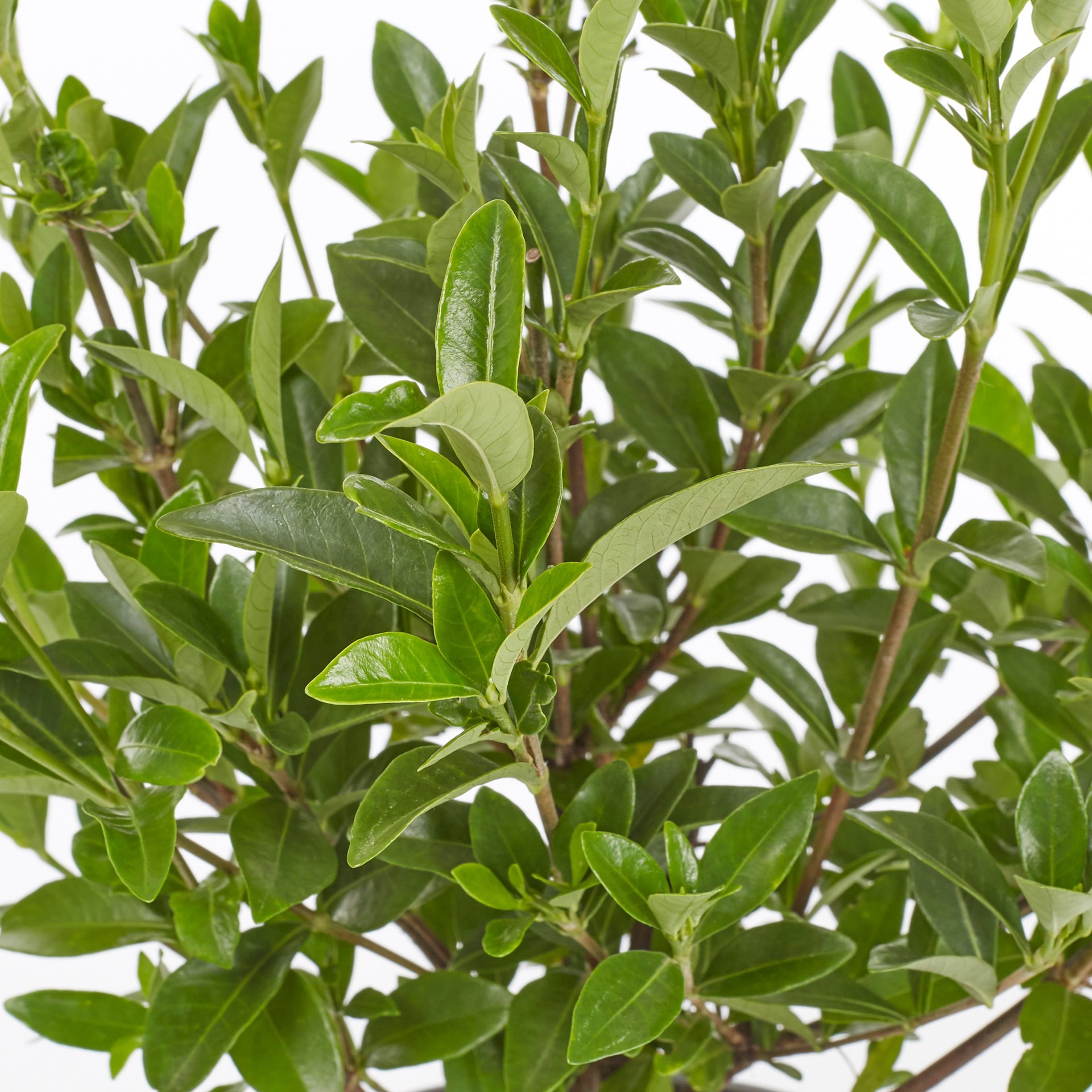 slide 4 of 4, Southern Living Gardenia Jubilation Flowering Shrub in 2.5 -Quart with White Blooms, 1 ct