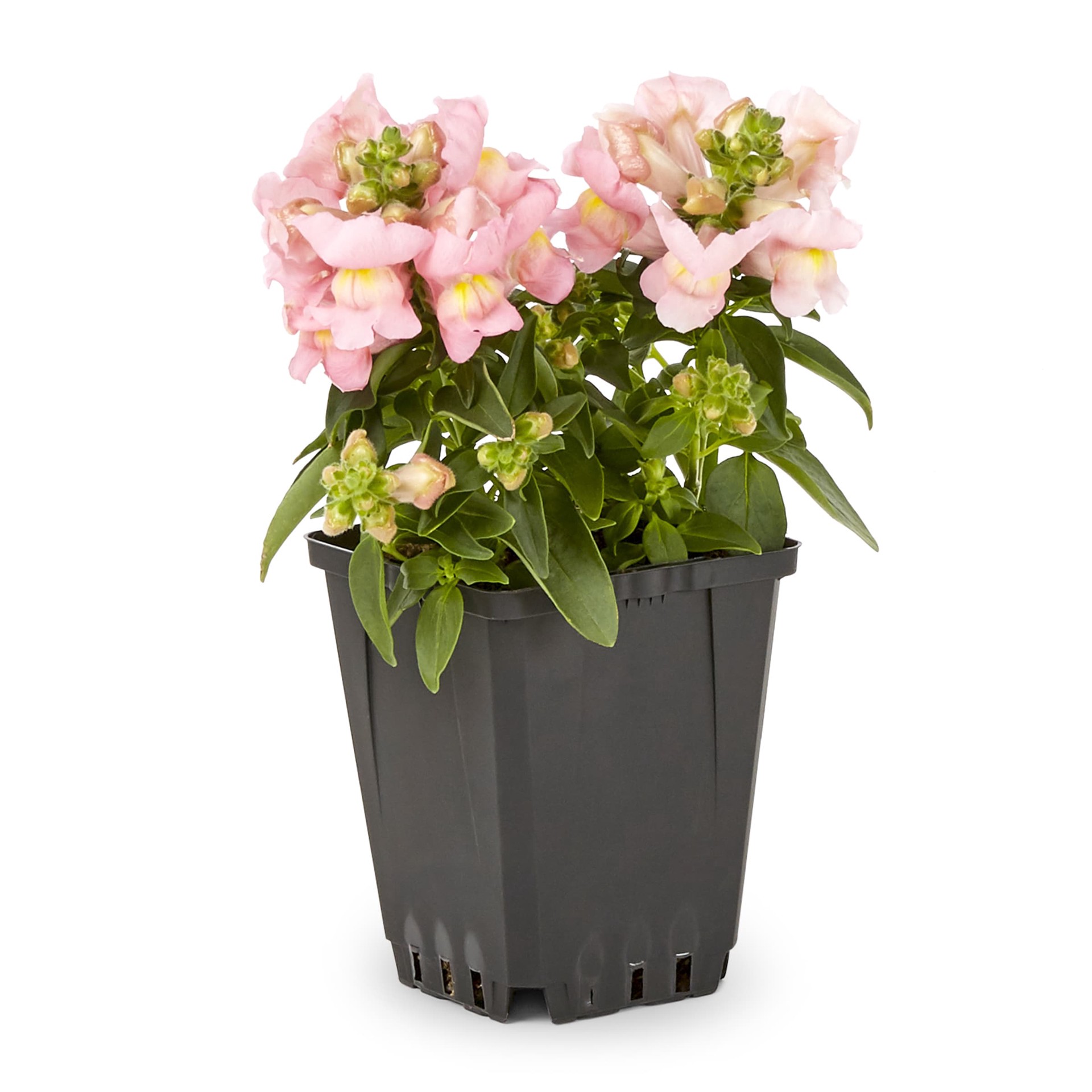 slide 5 of 6, Lowe's Snapdragon in 1-Pint, 1 ct