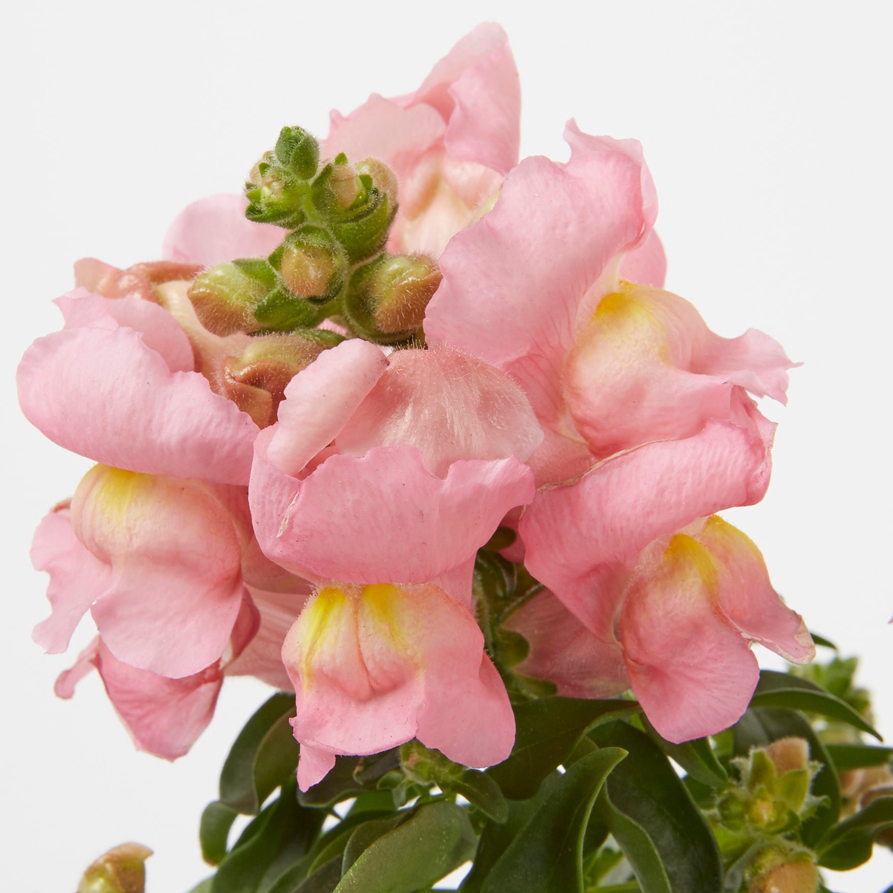 slide 6 of 6, Lowe's Snapdragon in 1-Pint, 1 ct