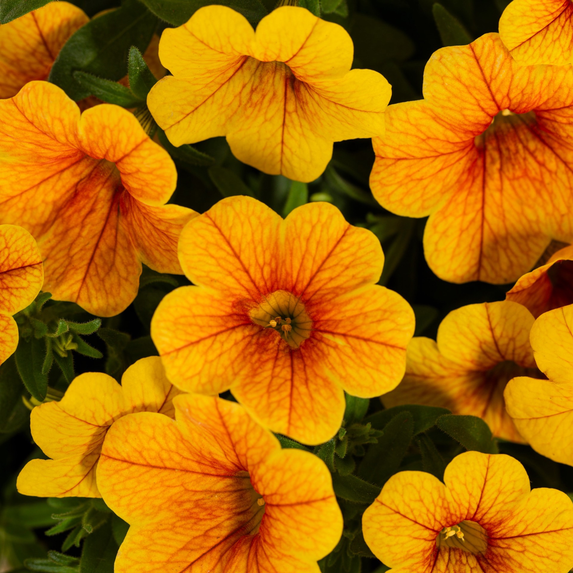 slide 2 of 6, Lowe's Multicolor Calibrachoa in 1.5 Gallon(s) Hanging basket 1 -Pack, 1 ct