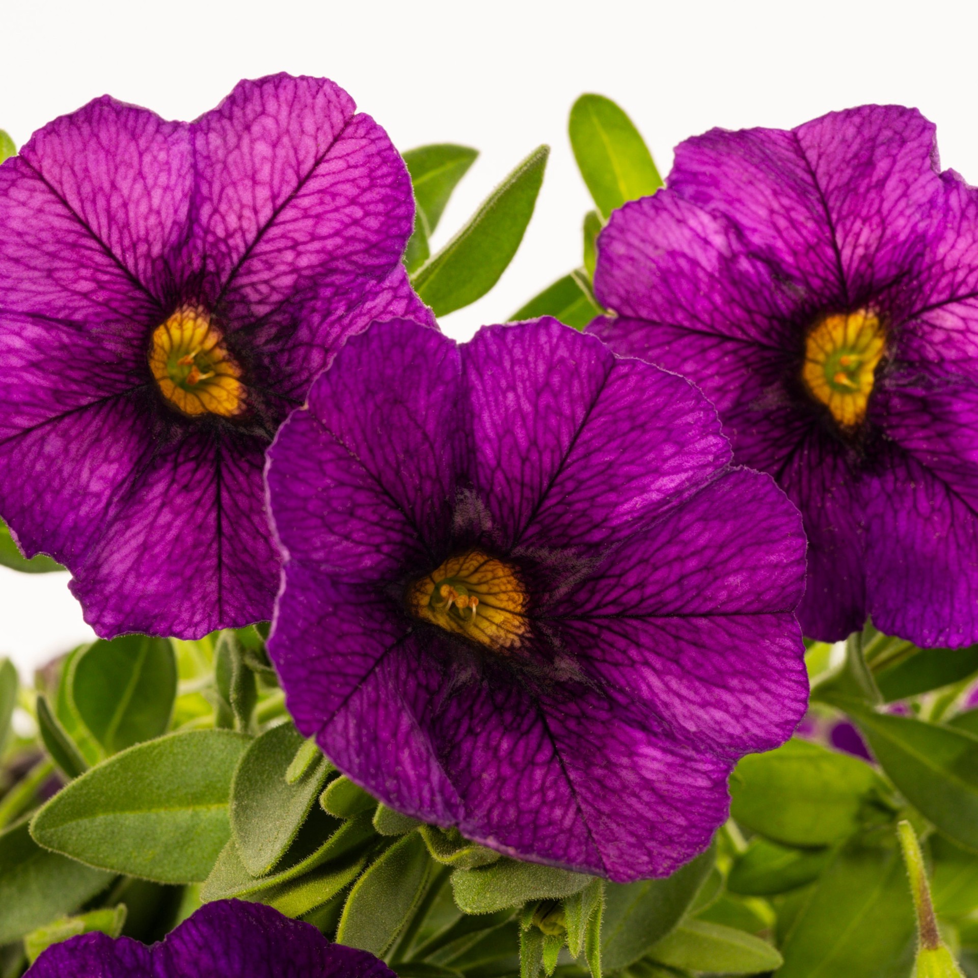 slide 4 of 6, Lowe's Multicolor Calibrachoa in 1.5 Gallon(s) Hanging basket 1 -Pack, 1 ct