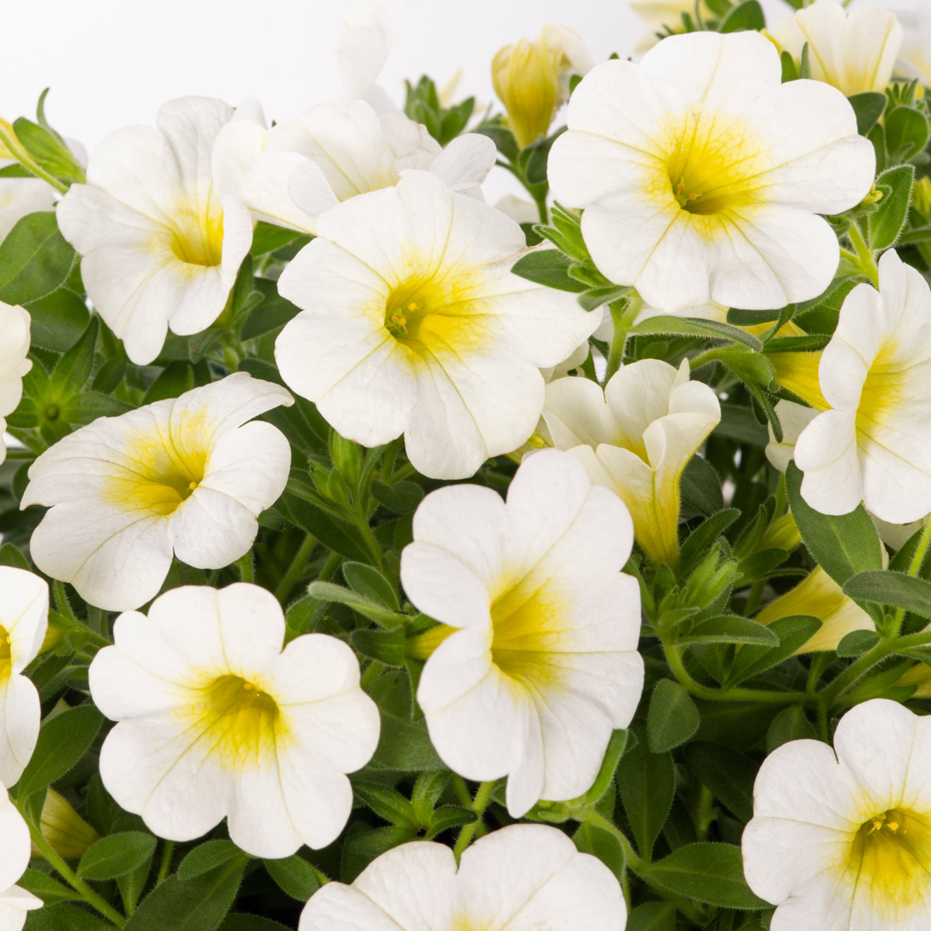 slide 6 of 6, Lowe's Multicolor Calibrachoa in 1.5 Gallon(s) Hanging basket 1 -Pack, 1 ct