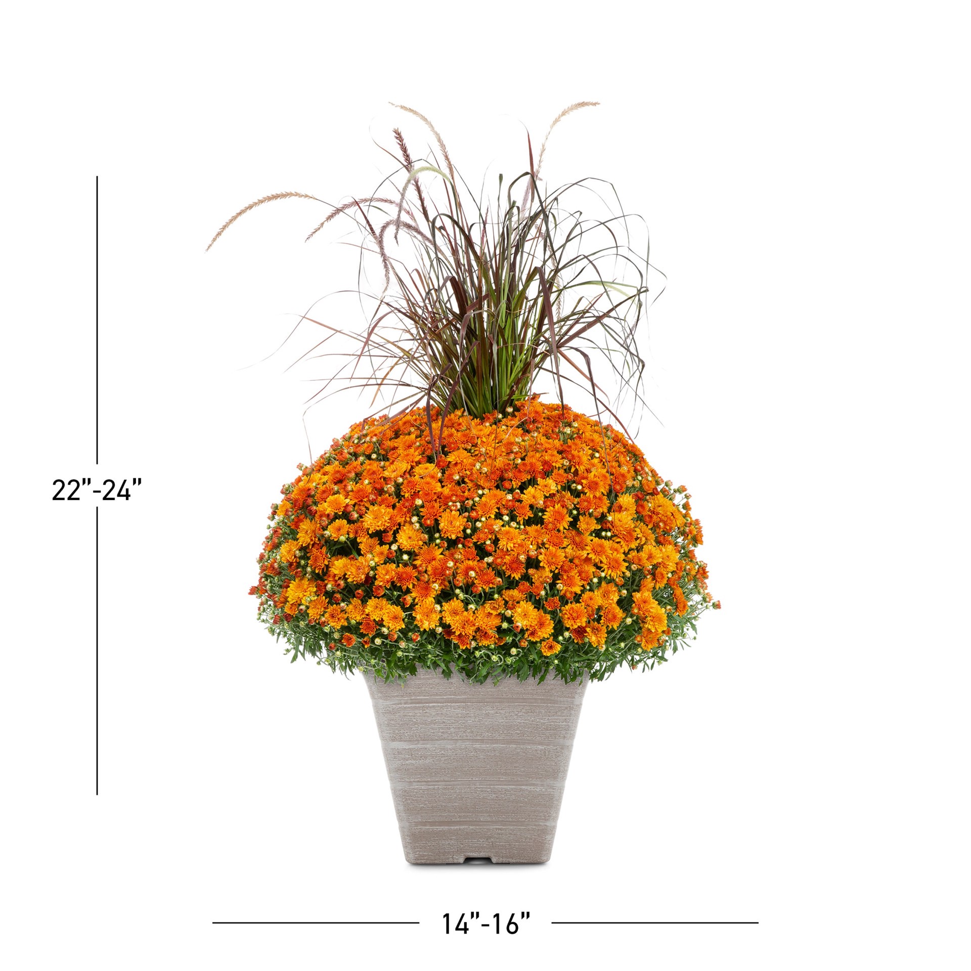 slide 3 of 5, Lowe's Orange Garden mum in 3.5 Gallon(s) Planter 1 -Pack, 1 ct