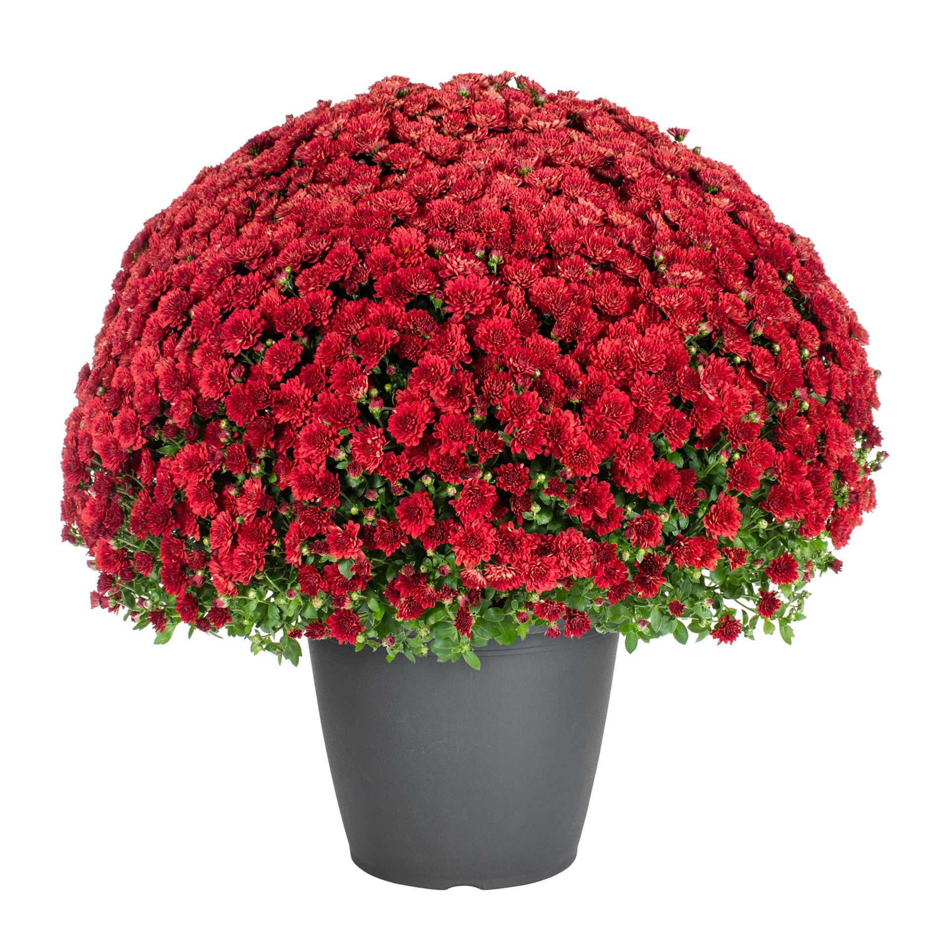 slide 1 of 4, Lowe's Red Garden mum in 3.5 Gallon(s) Planter 1 -Pack, 1 ct