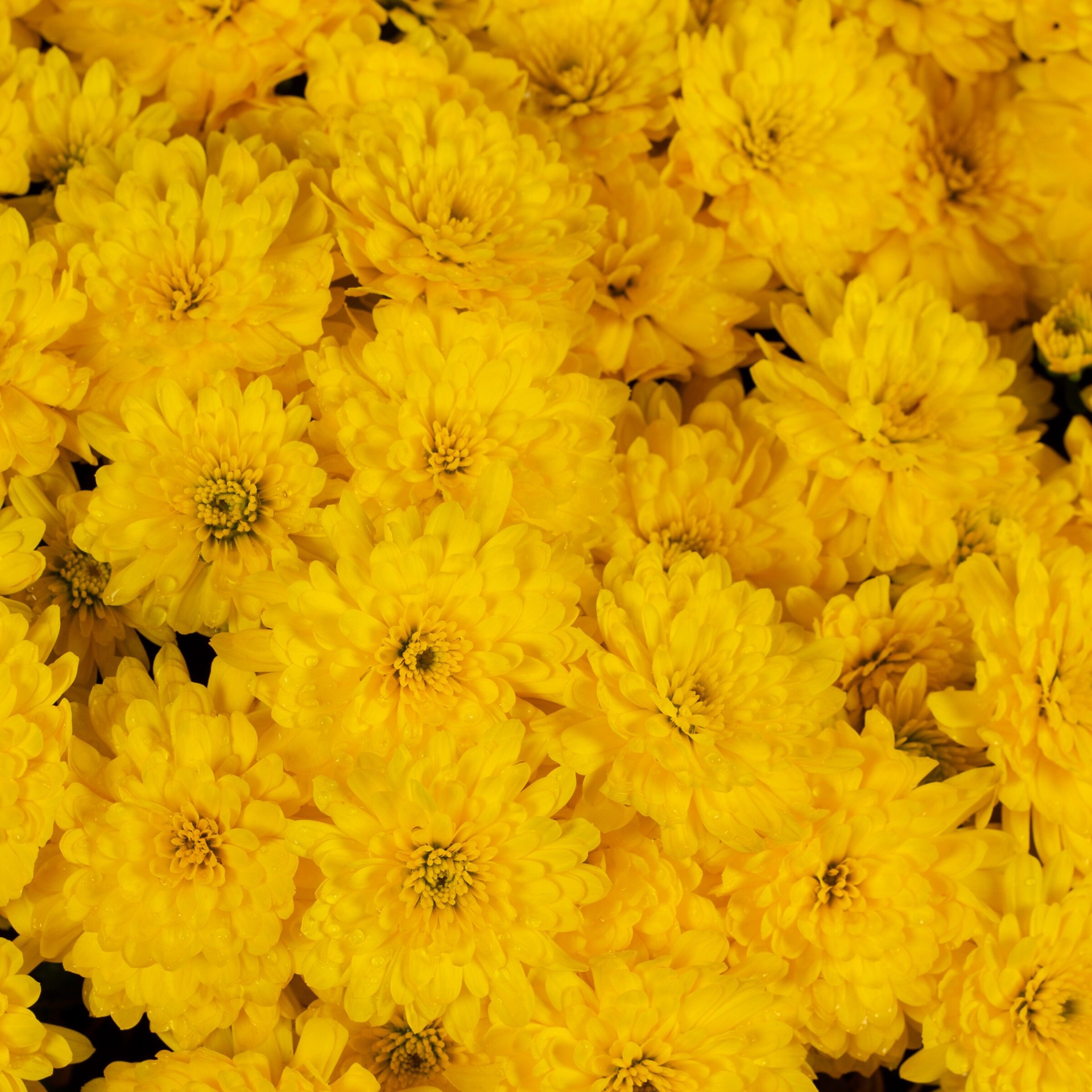 slide 2 of 4, Lowe's Yellow Garden mum in 3.5 Gallon(s) Planter 1 -Pack, 1 ct