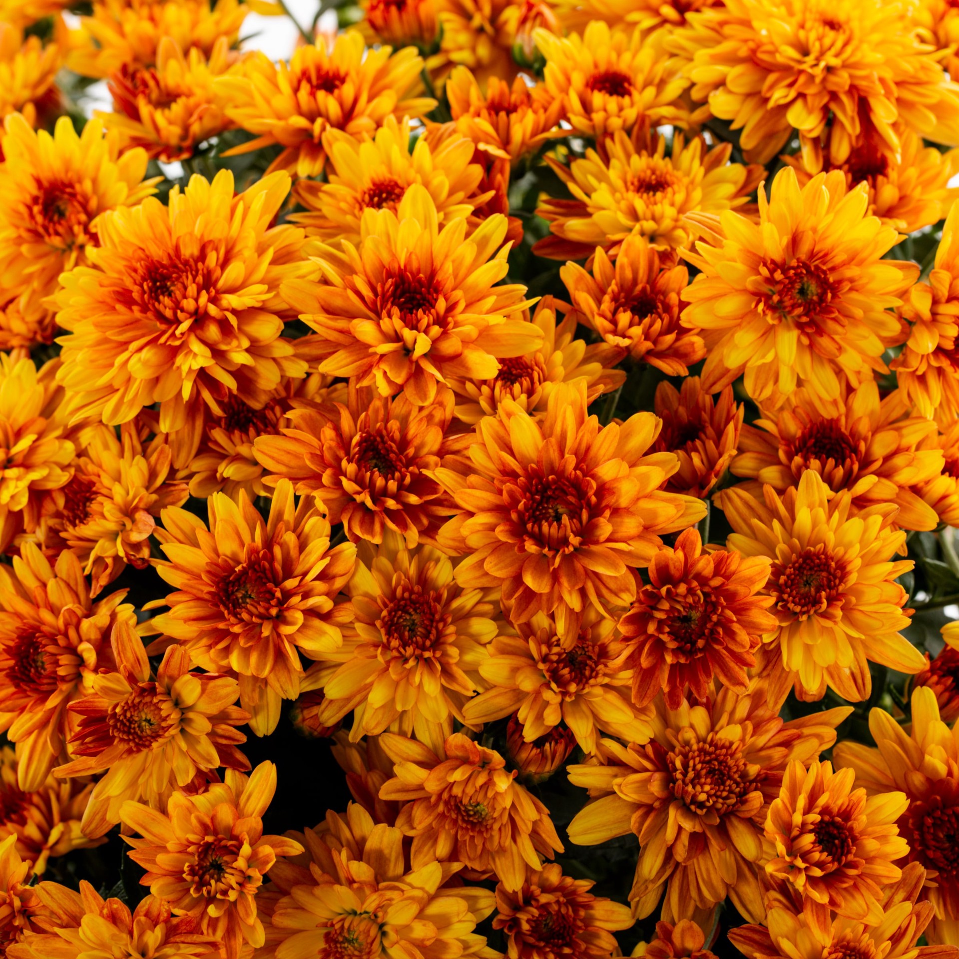 slide 2 of 6, Lowe's Orange Mum in 3 Quart(s) Planter 1 -Pack, 1 ct