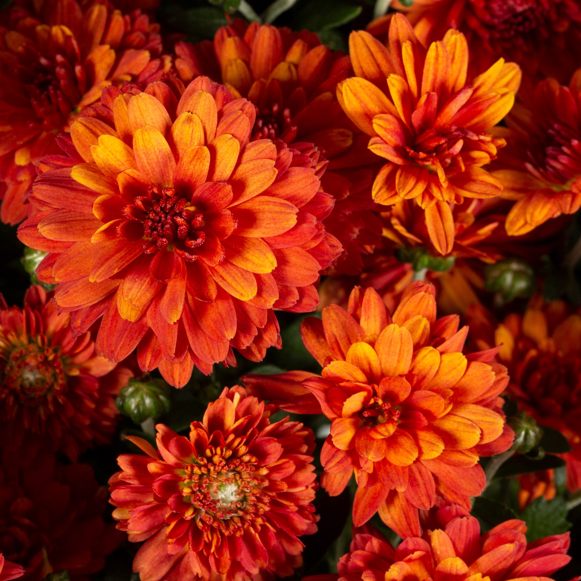 slide 5 of 6, Lowe's Orange Mum in 3 Quart(s) Planter 1 -Pack, 1 ct