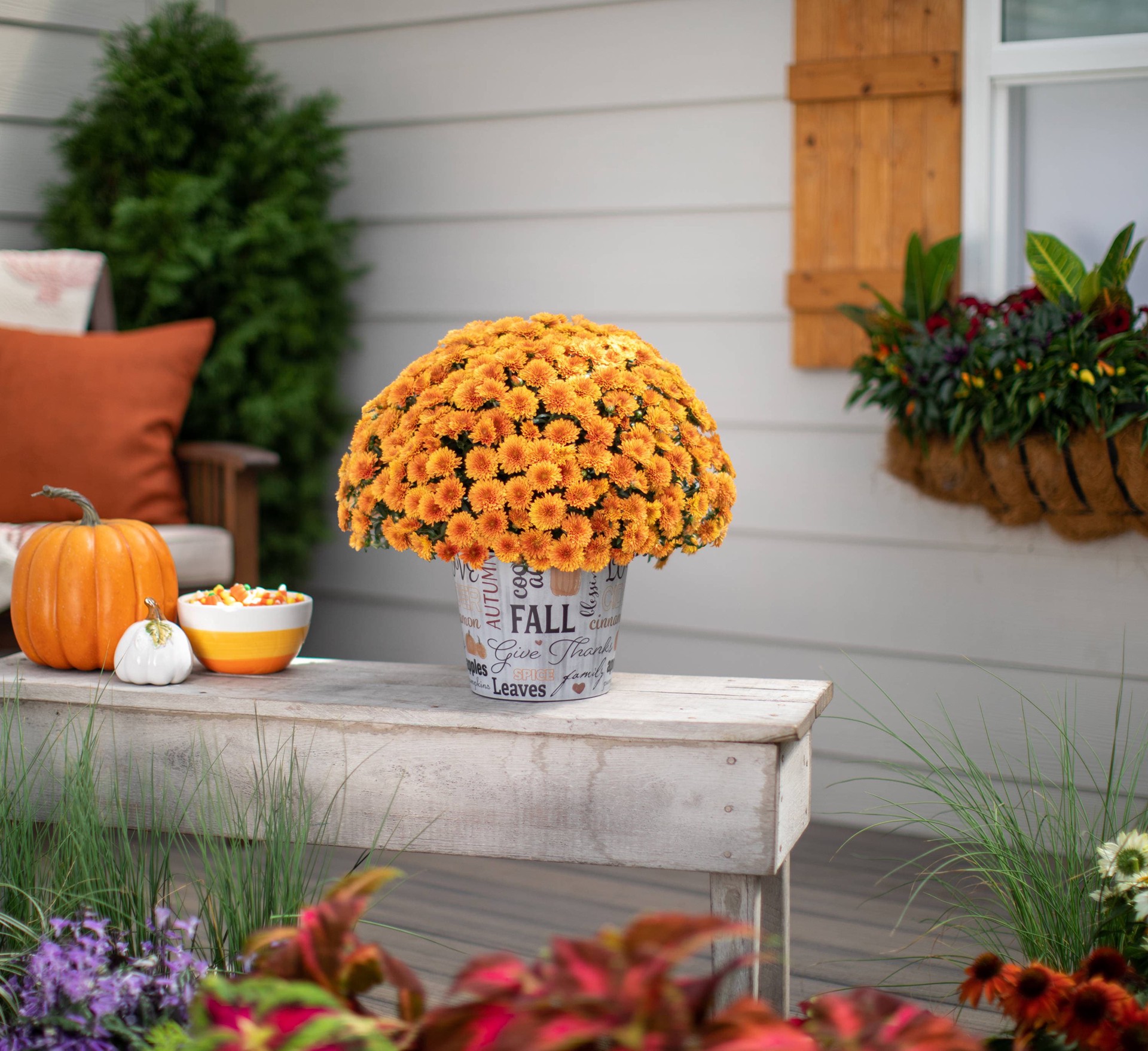 slide 6 of 6, Lowe's Orange Mum in 3 Quart(s) Planter 1 -Pack, 1 ct