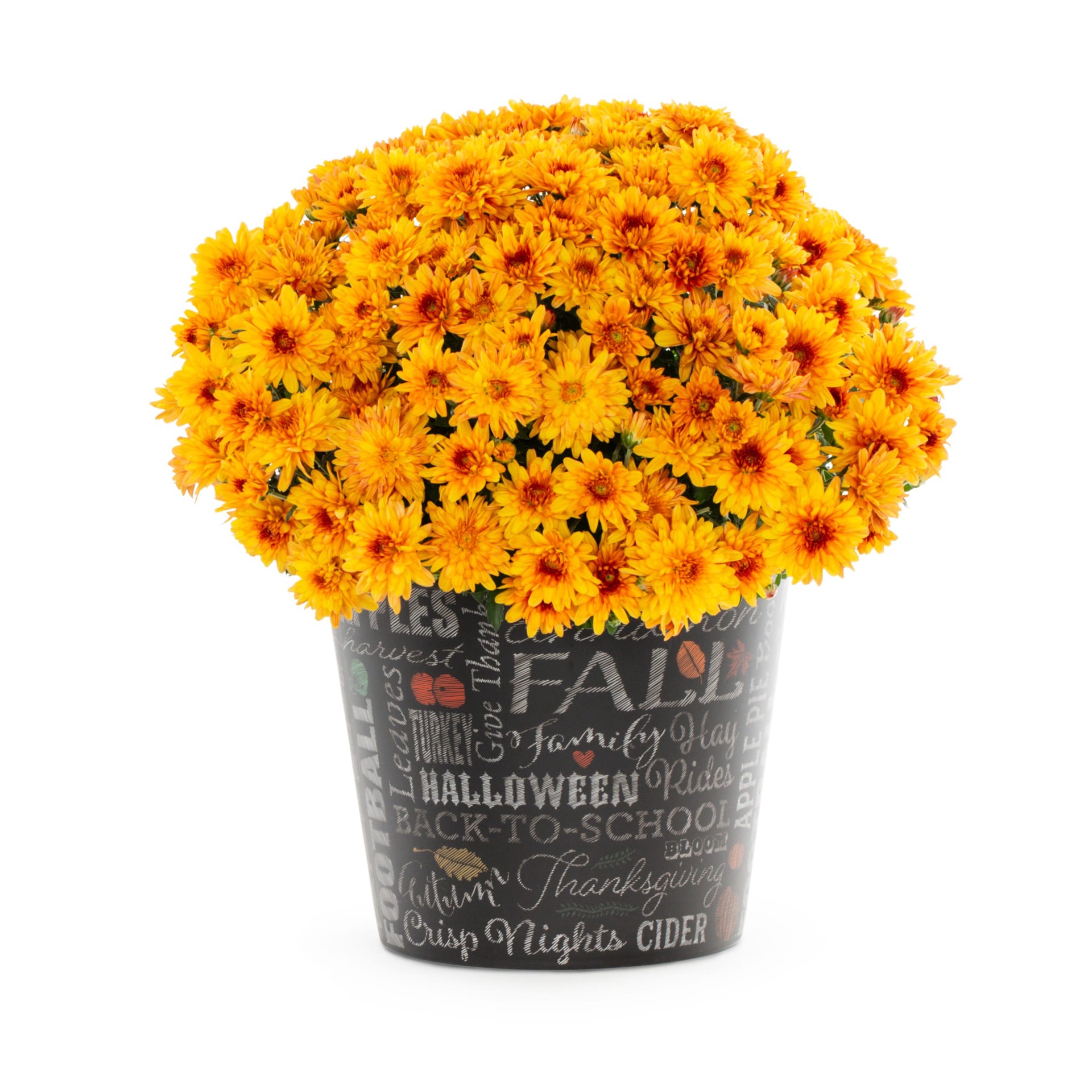 slide 1 of 6, Lowe's Orange Mum in 3 Quart(s) Planter 1 -Pack, 1 ct