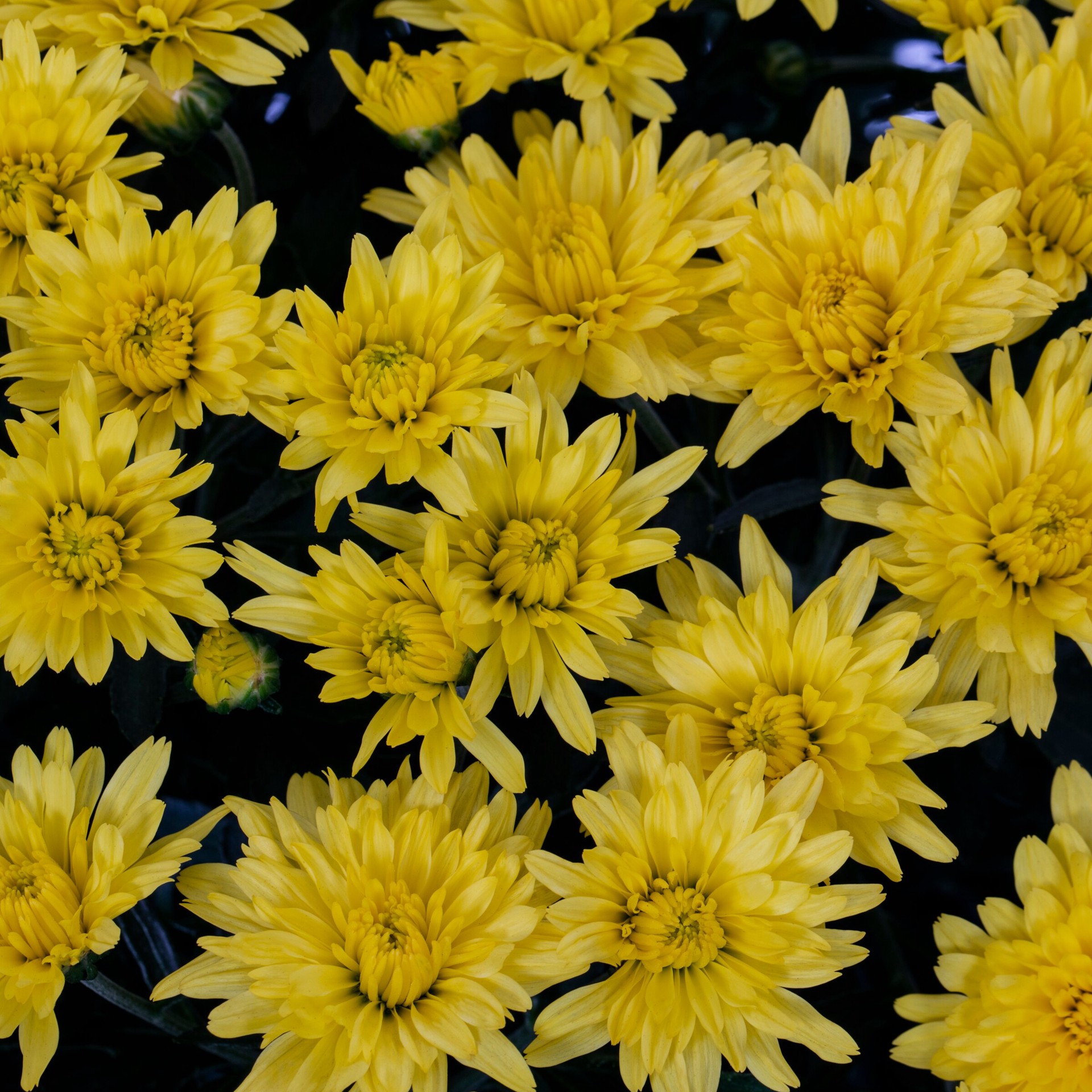slide 2 of 4, Lowe's Yellow Mum in 1.15 Gallon(s) Planter 1 -Pack, 1 ct