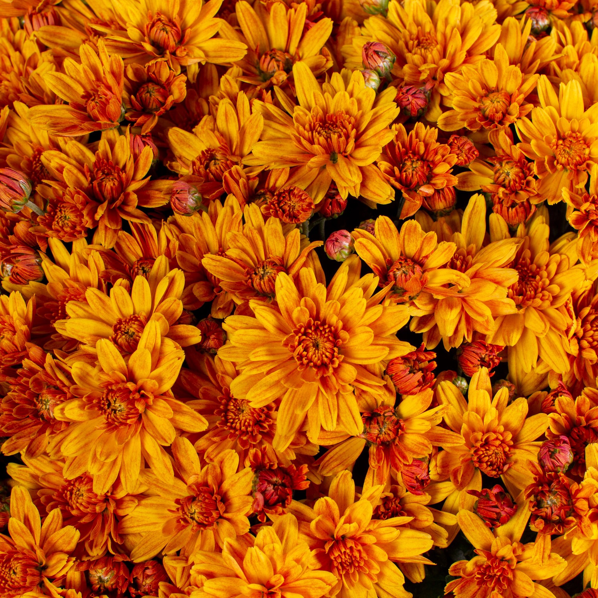 slide 2 of 4, Lowe's Orange Mum in 3 Quart(s) Planter 1 -Pack, 1 ct