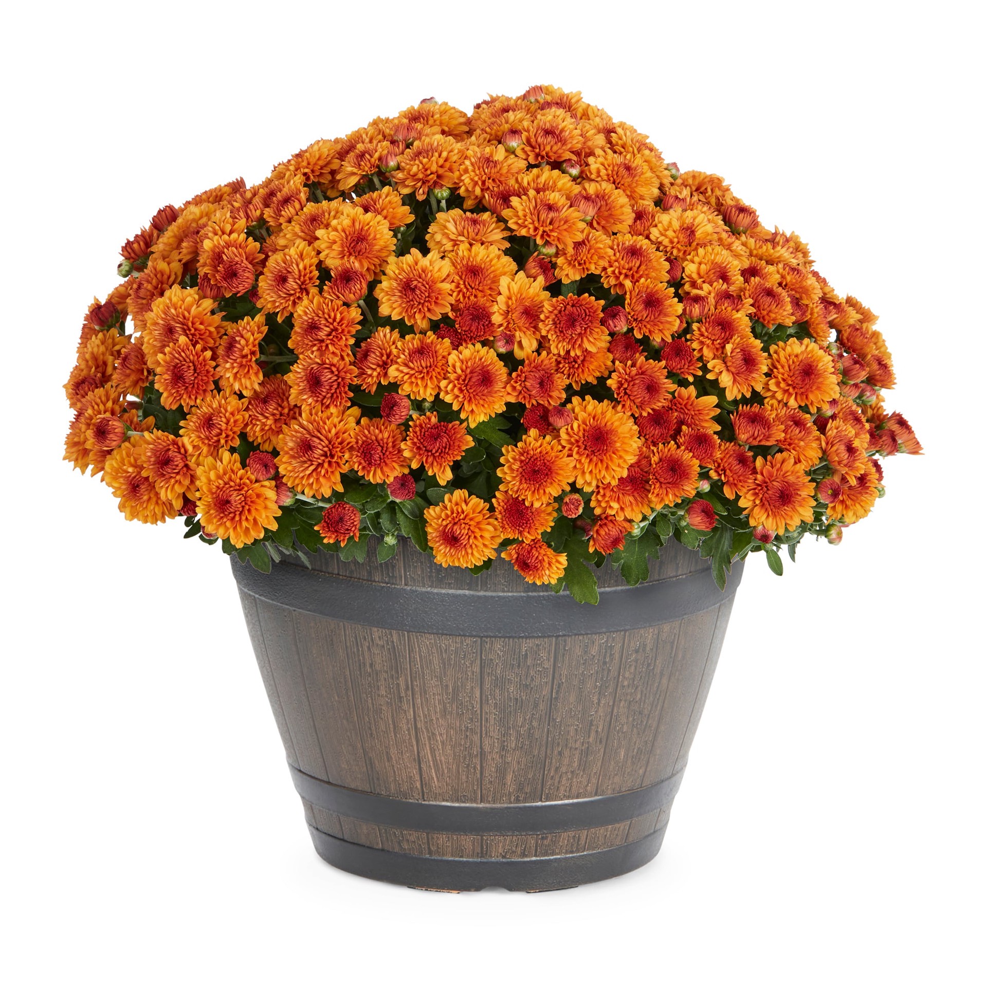 slide 1 of 4, Lowe's Orange Mum in 3 Quart(s) Planter 1 -Pack, 1 ct