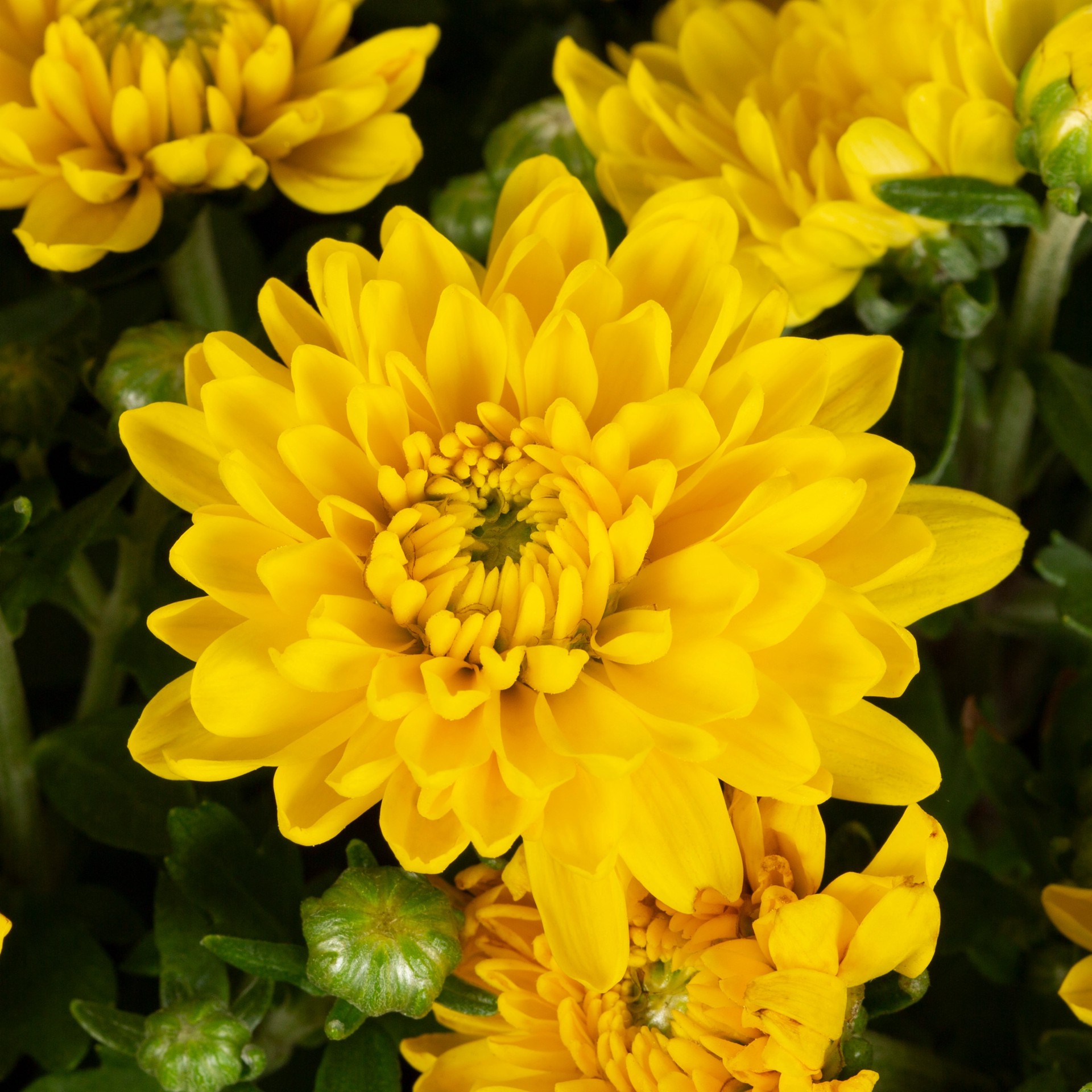 slide 2 of 4, Lowe's Yellow Mum in 3 Quart(s) Pot 1 -Pack, 1 ct