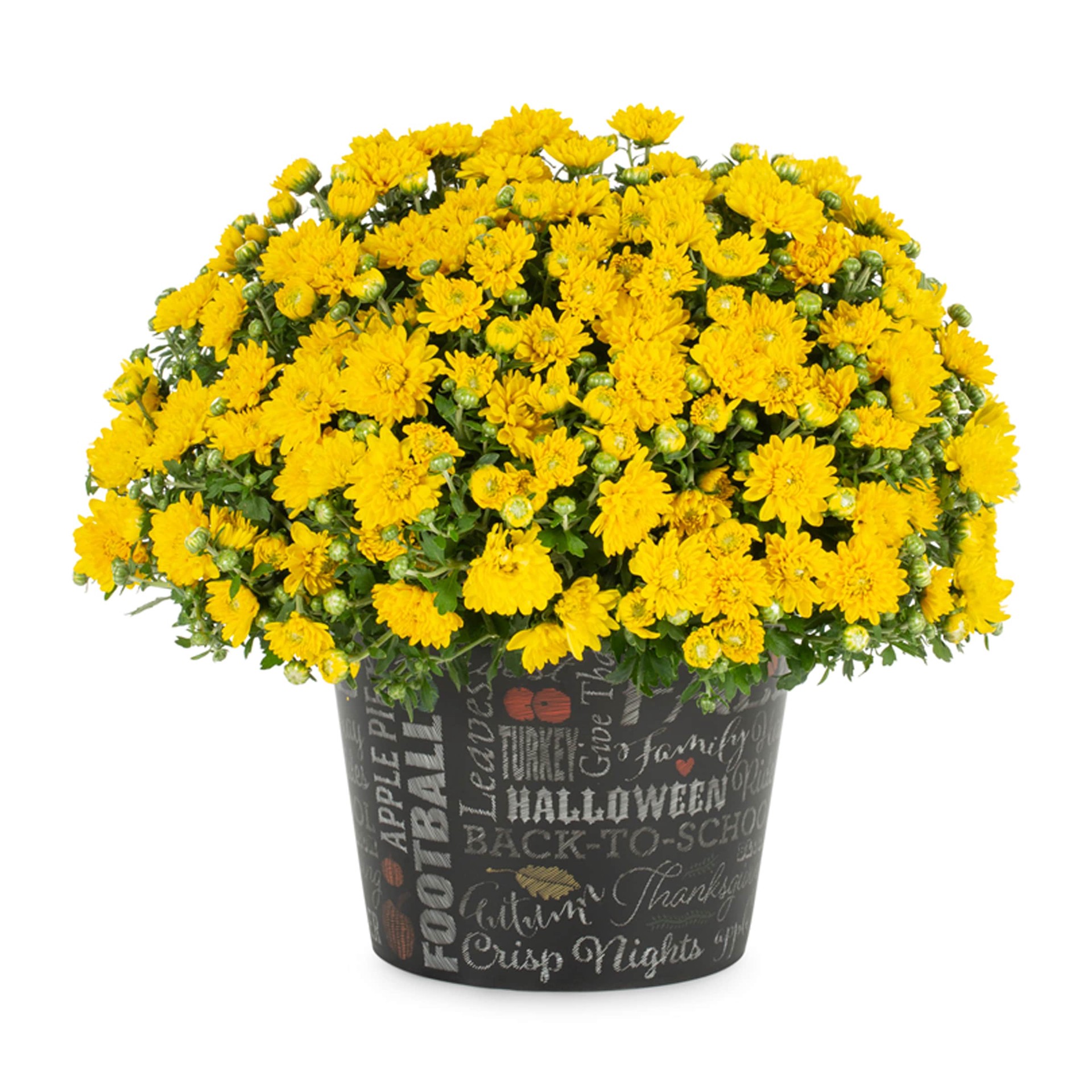 slide 1 of 4, Lowe's Yellow Mum in 3 Quart(s) Pot 1 -Pack, 1 ct