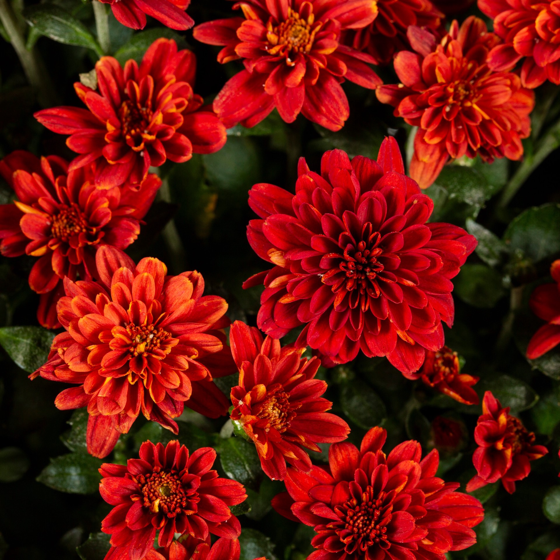 slide 2 of 4, Lowe's Red Mum in 3 Quart(s) Pot 1 -Pack, 1 ct