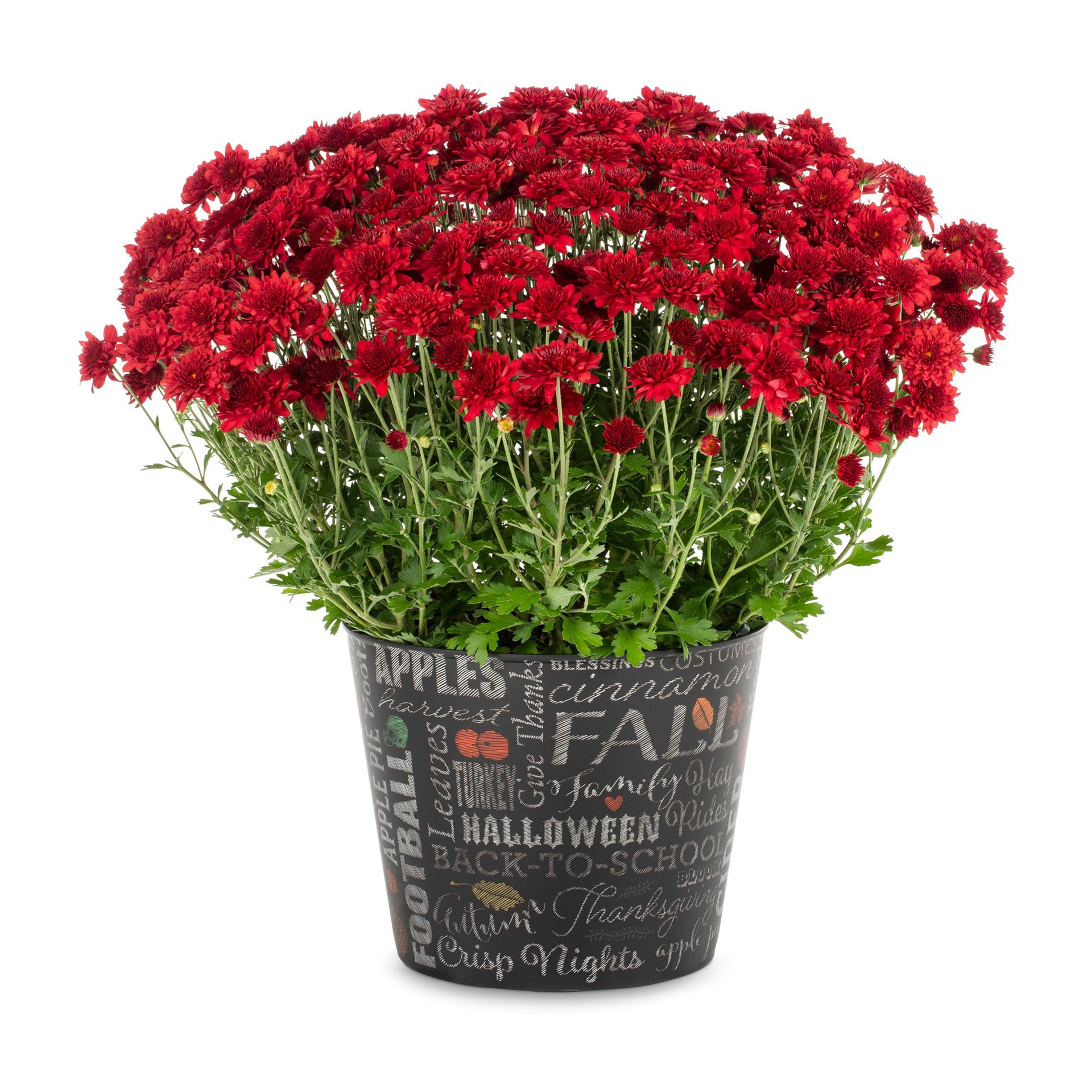 slide 1 of 4, Lowe's Red Mum in 3 Quart(s) Pot 1 -Pack, 1 ct
