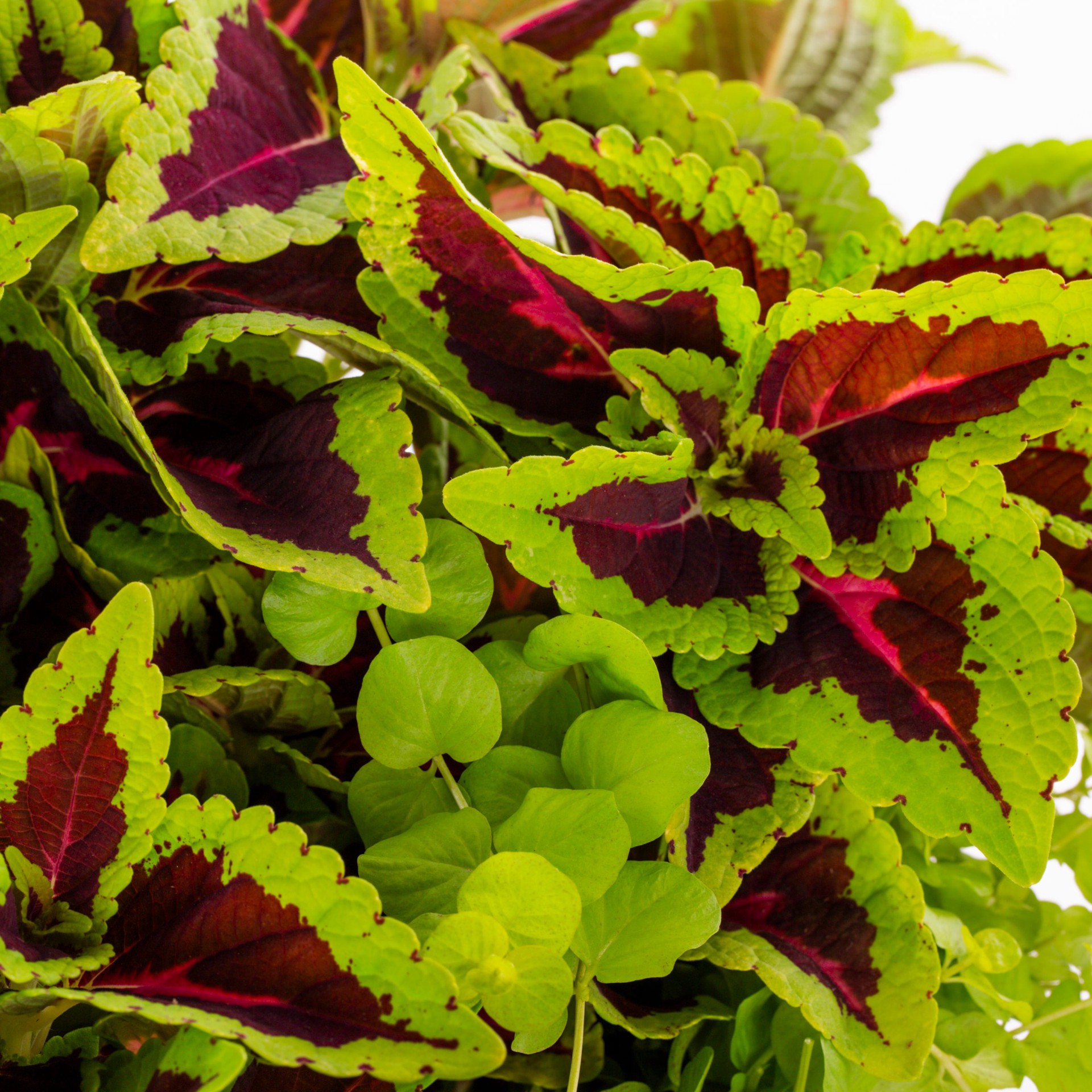 slide 2 of 4, Lowe's Multicolor Mixed Annuals Combo in 3 Gallon(s) Planter 12 -Pack, 1 ct