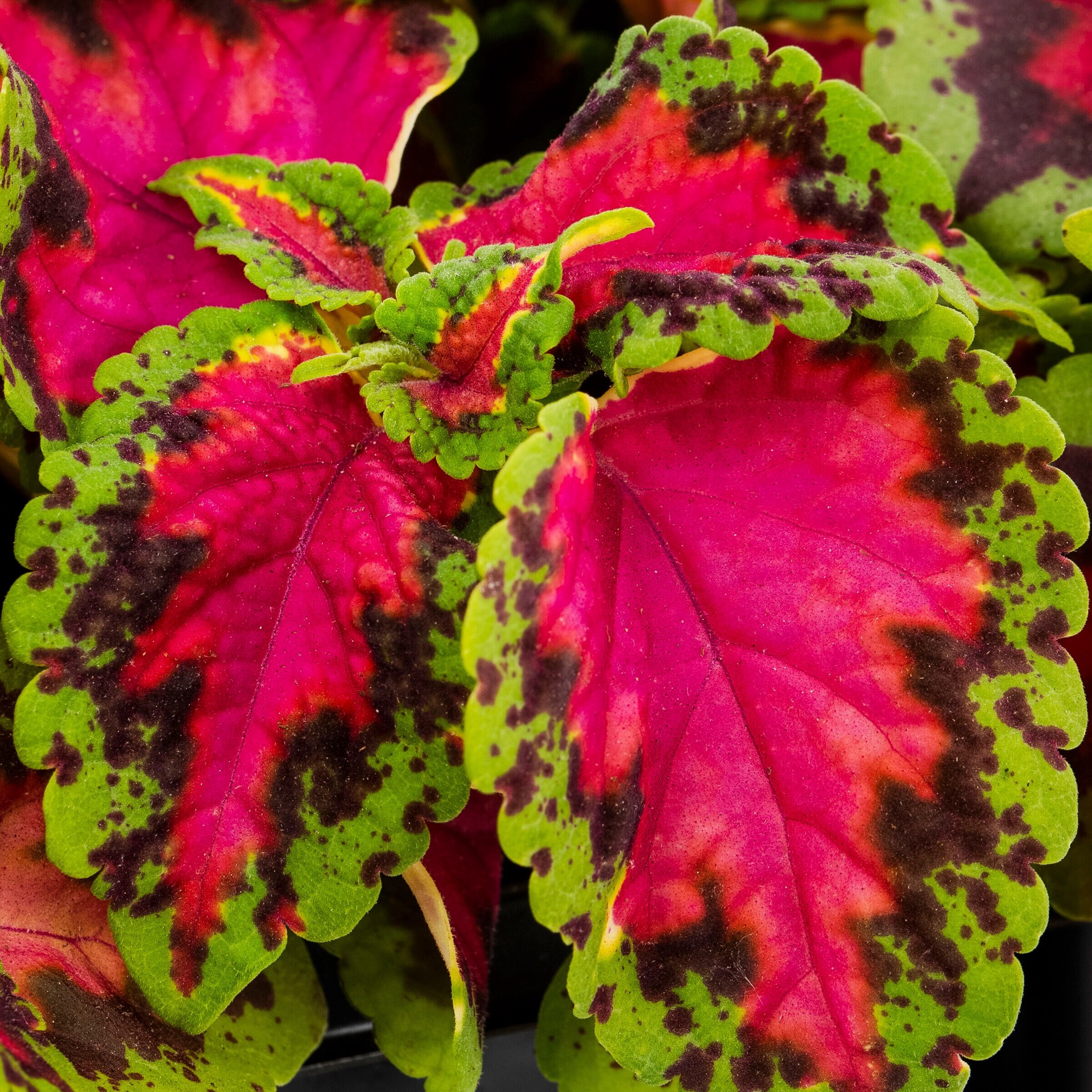 slide 4 of 4, Lowe's Multicolor Mixed Annuals Combo in 3 Gallon(s) Planter 12 -Pack, 1 ct