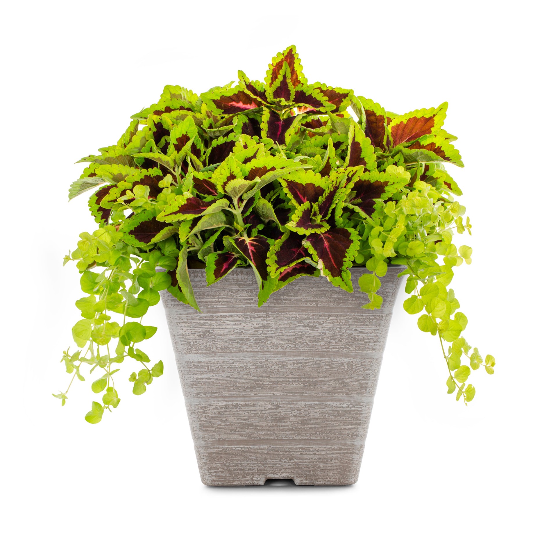 slide 1 of 4, Lowe's Multicolor Mixed Annuals Combo in 3 Gallon(s) Planter 12 -Pack, 1 ct