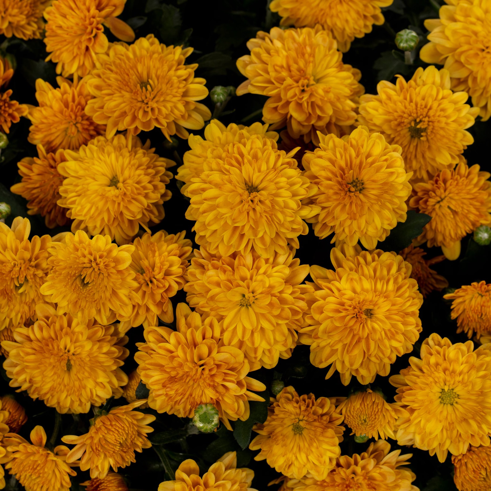 slide 2 of 4, Lowe's Orange Mum in 1.15 Gallon(s) Planter 1 -Pack, 1 ct