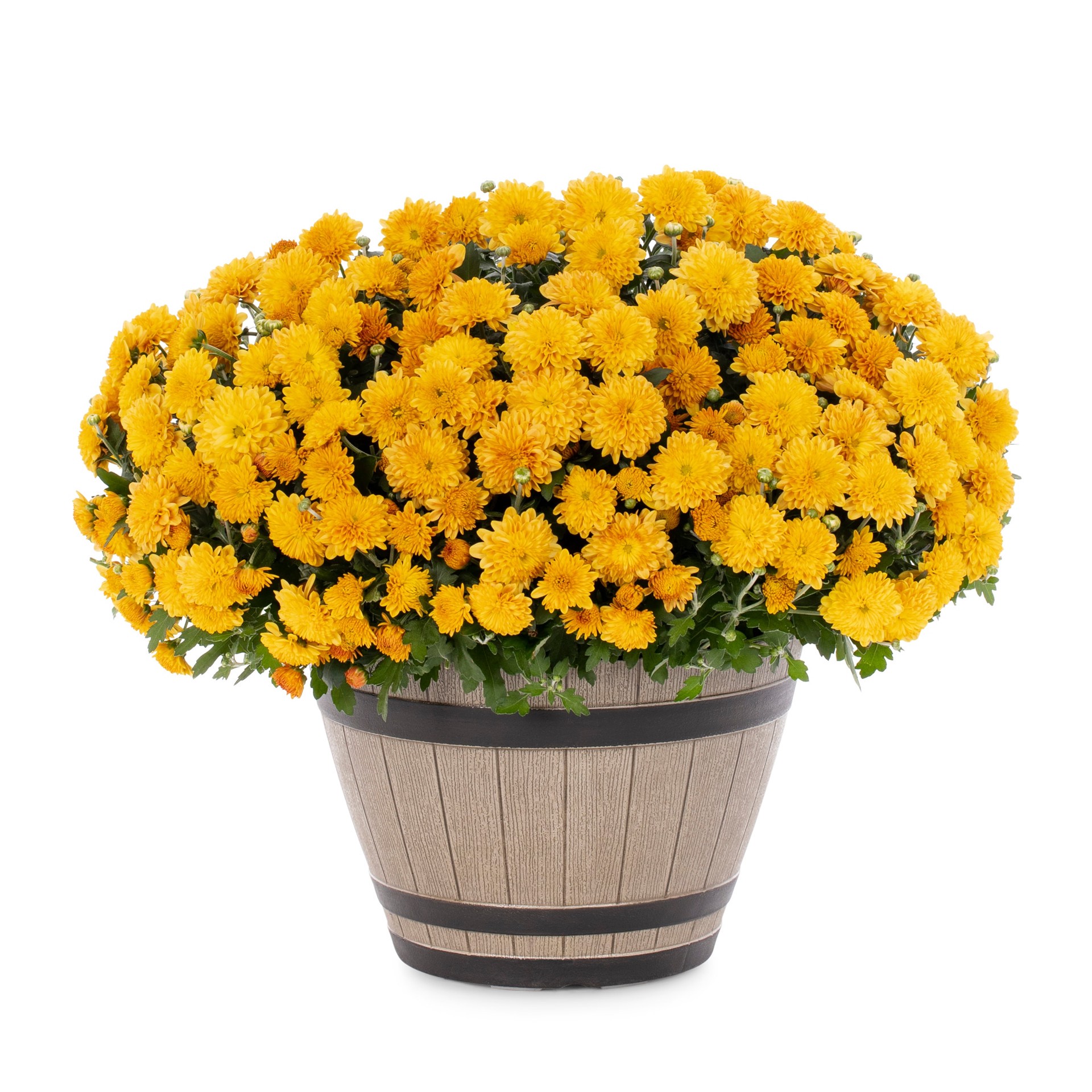 slide 1 of 4, Lowe's Orange Mum in 1.15 Gallon(s) Planter 1 -Pack, 1 ct