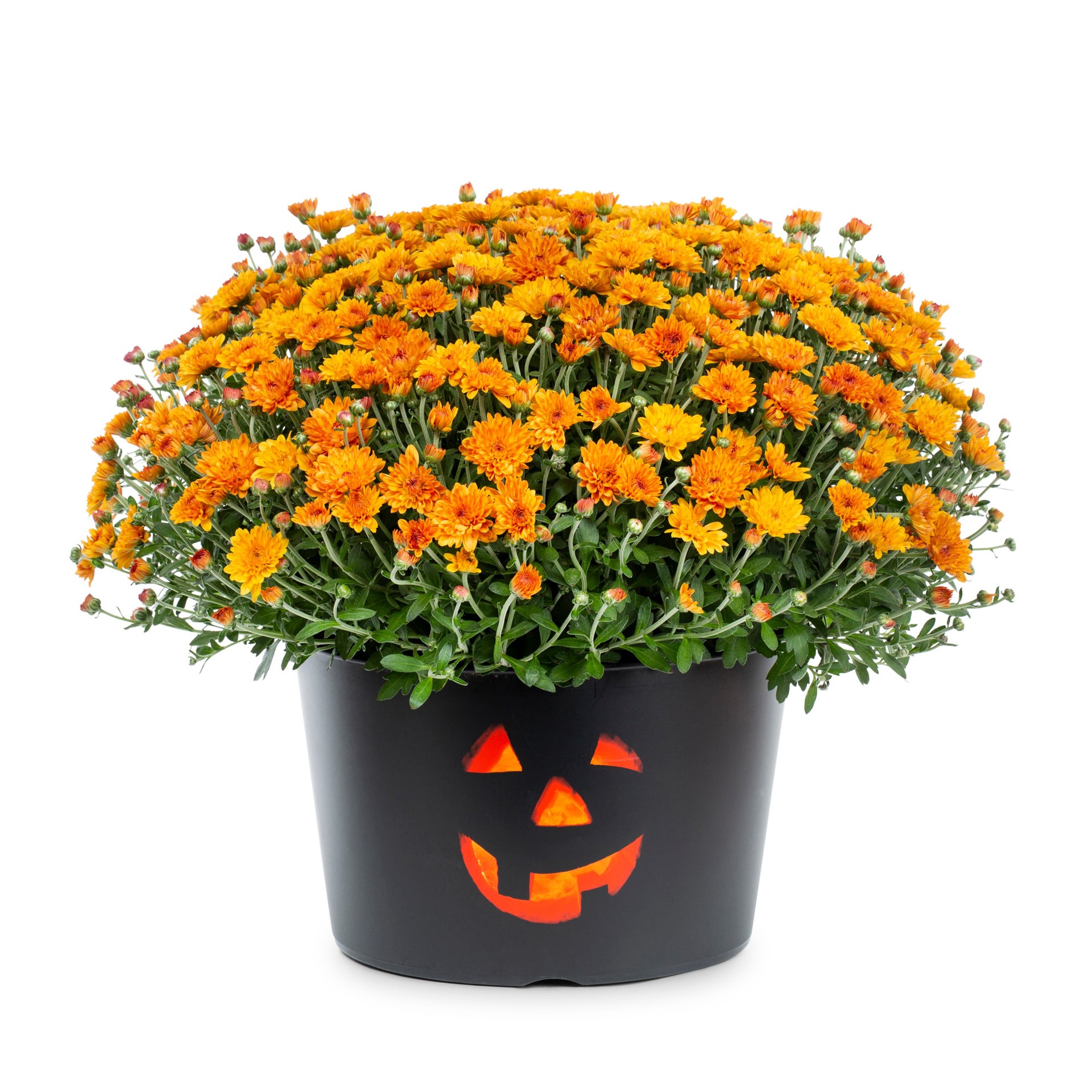 slide 1 of 4, Lowe's Orange Mum in 1.5 Gallon(s) Pot 1 -Pack, 1 ct