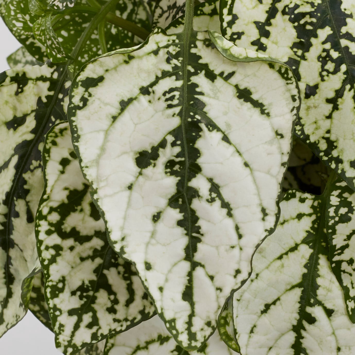 slide 2 of 2, Lowe's Polka Dot Plant in 1-Pint Pot, 1 ct