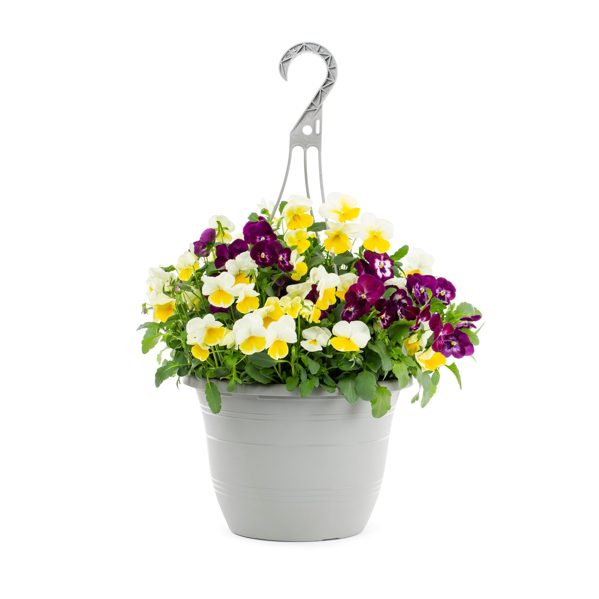 slide 3 of 5, Lowe's Multicolor Viola in 1.5-Gallons Hanging Basket, 1 ct