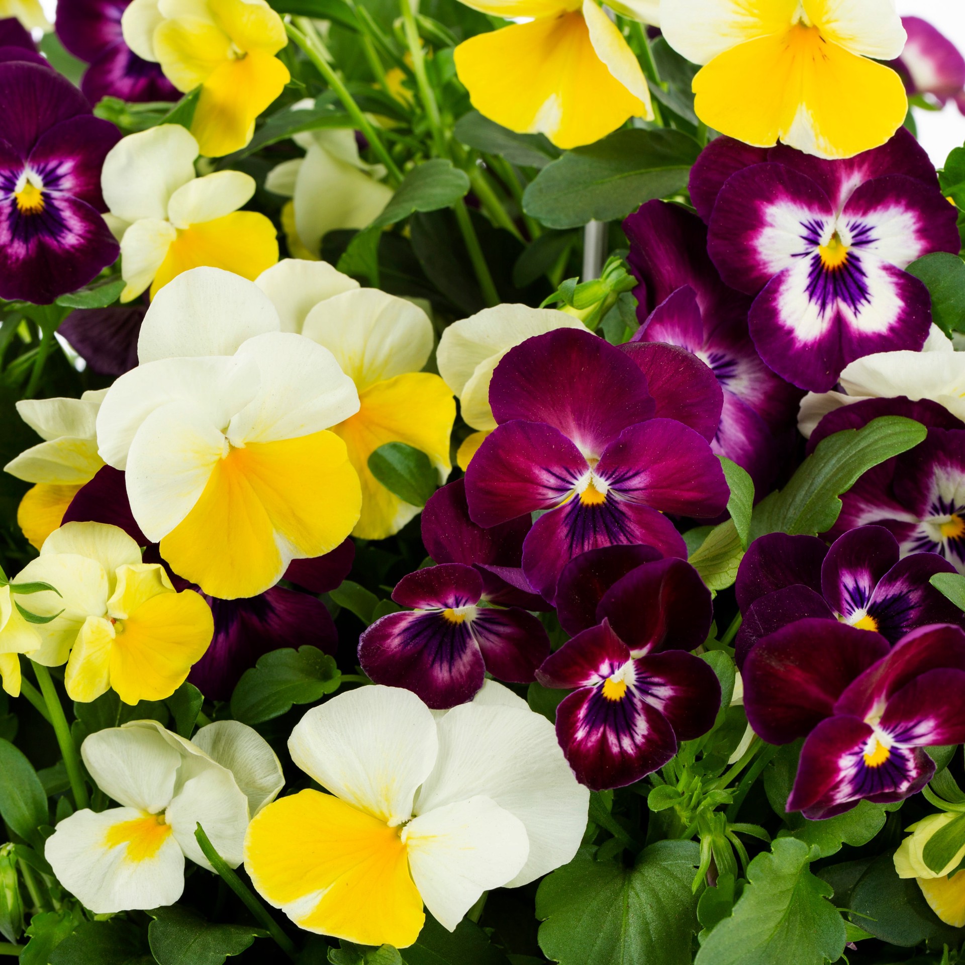 slide 4 of 5, Lowe's Multicolor Viola in 1.5-Gallons Hanging Basket, 1 ct