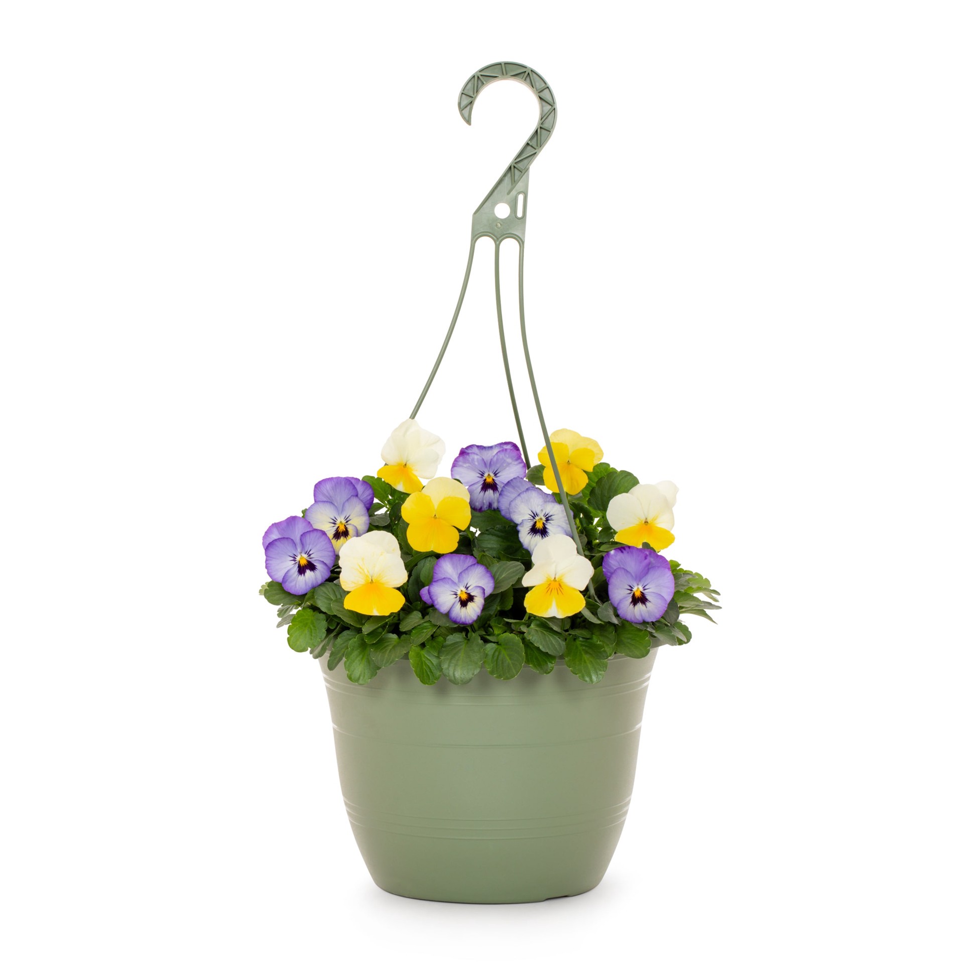 slide 1 of 5, Lowe's Multicolor Viola in 1.5-Gallons Hanging Basket, 1 ct