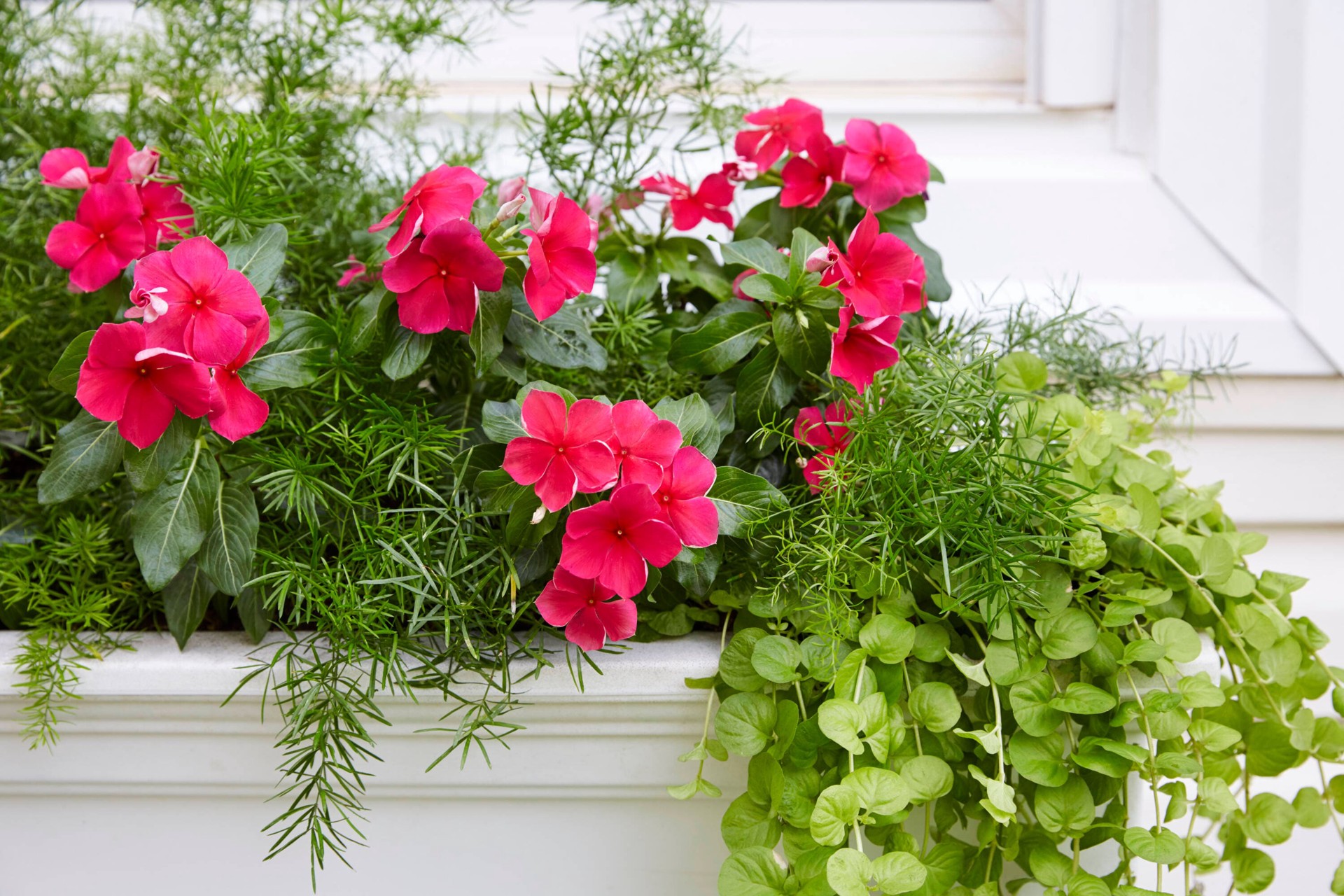 slide 3 of 3, Lowe's Asparagus Fern in 1-Pint, 1 ct