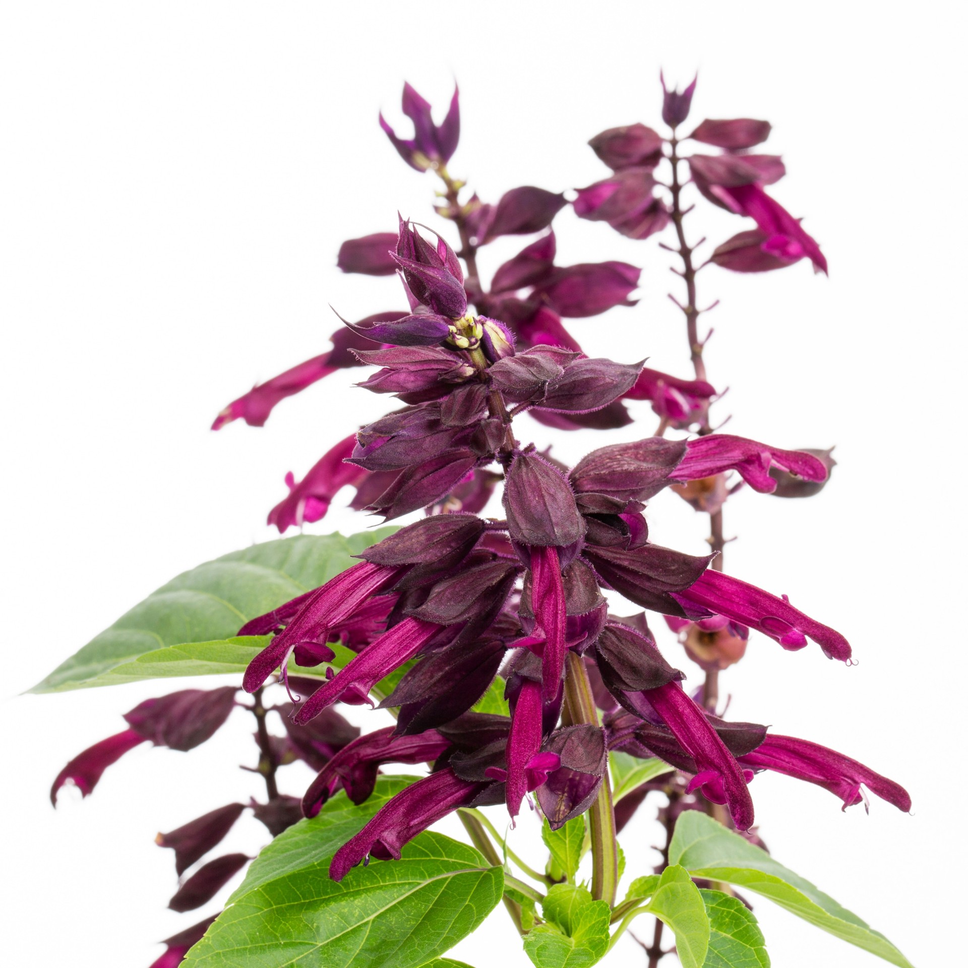 slide 4 of 6, Lowe's Salvia in 1-Pint, 1 ct