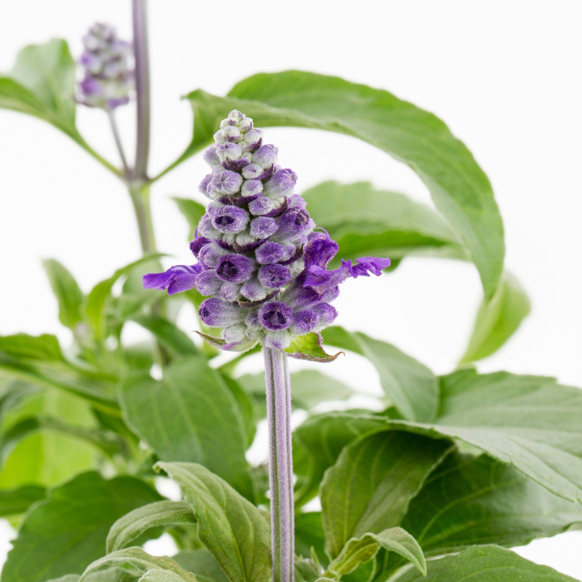 slide 6 of 6, Lowe's Salvia in 1-Pint, 1 ct