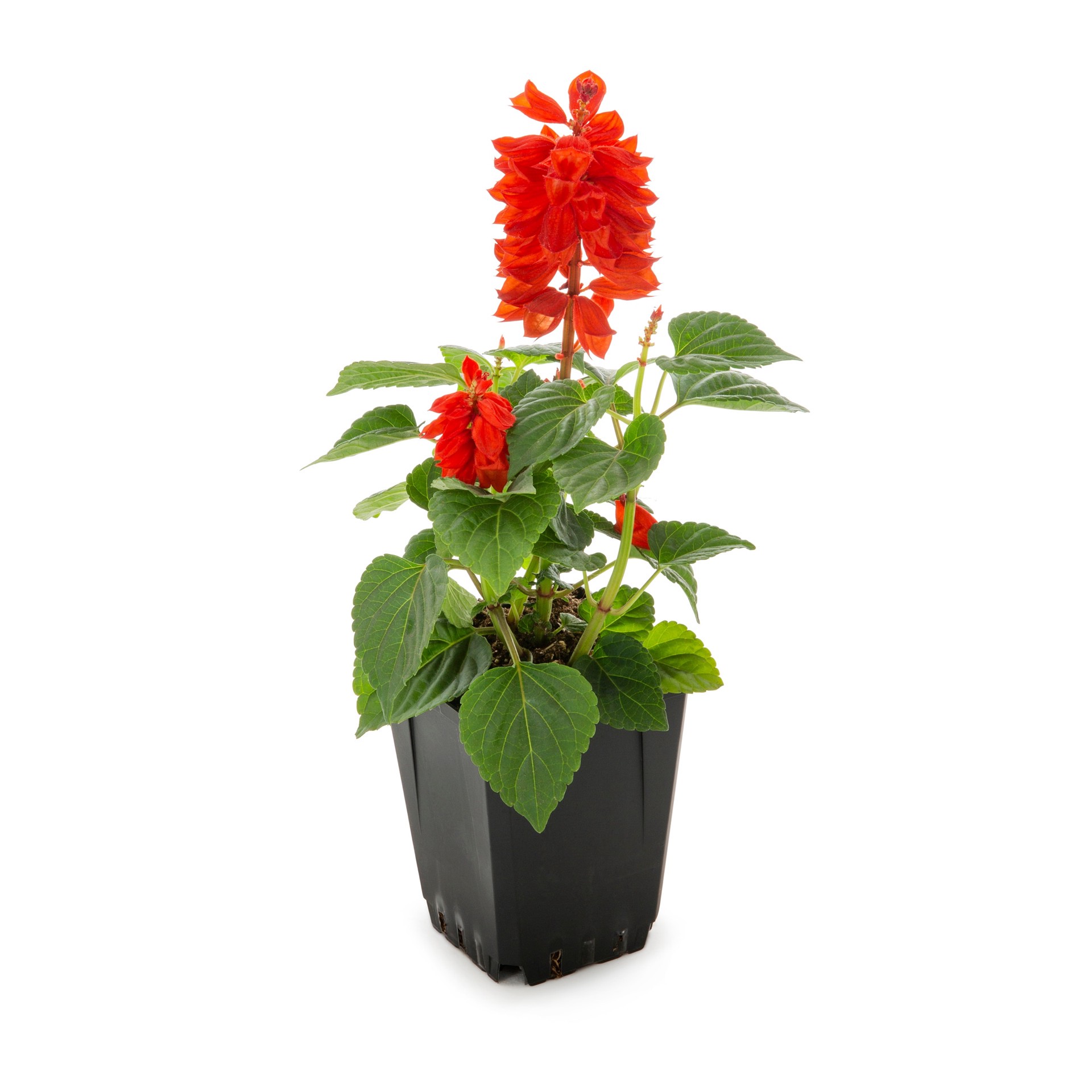 slide 1 of 6, Lowe's Salvia in 1-Pint, 1 ct