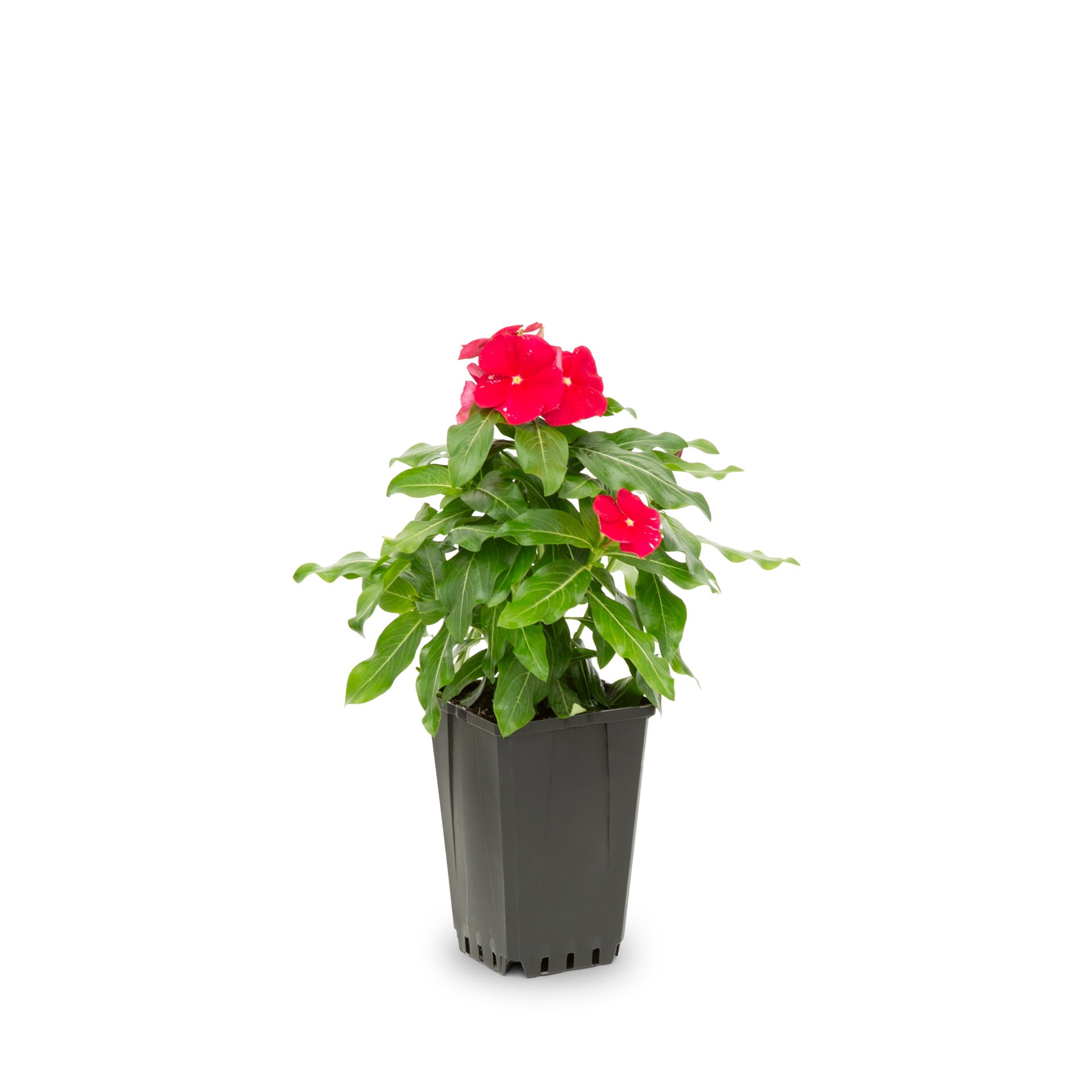 slide 5 of 6, Lowe's Multicolor Vinca in 1.00 Pint Pot 1 -Pack, 1 ct