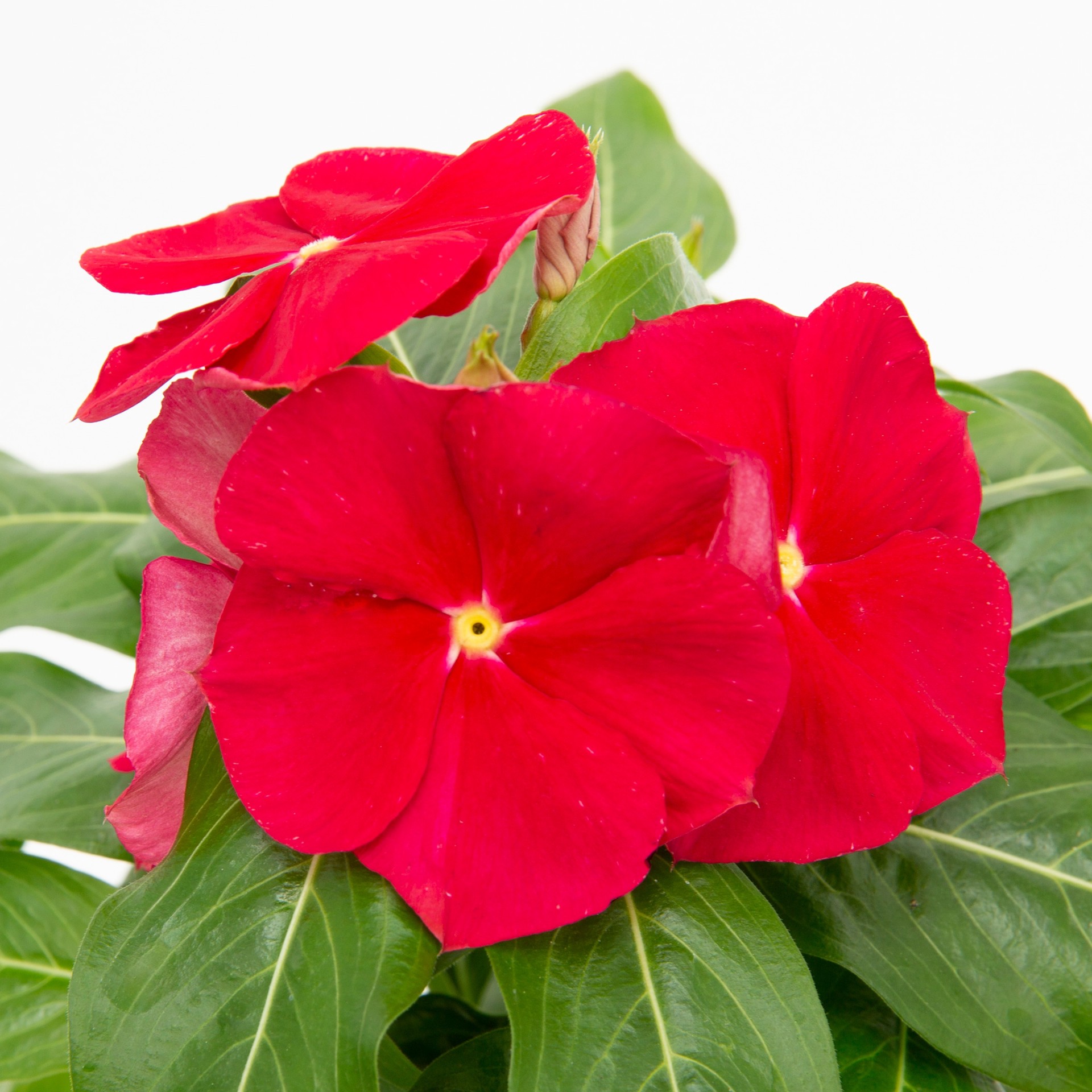 slide 6 of 6, Lowe's Multicolor Vinca in 1.00 Pint Pot 1 -Pack, 1 ct