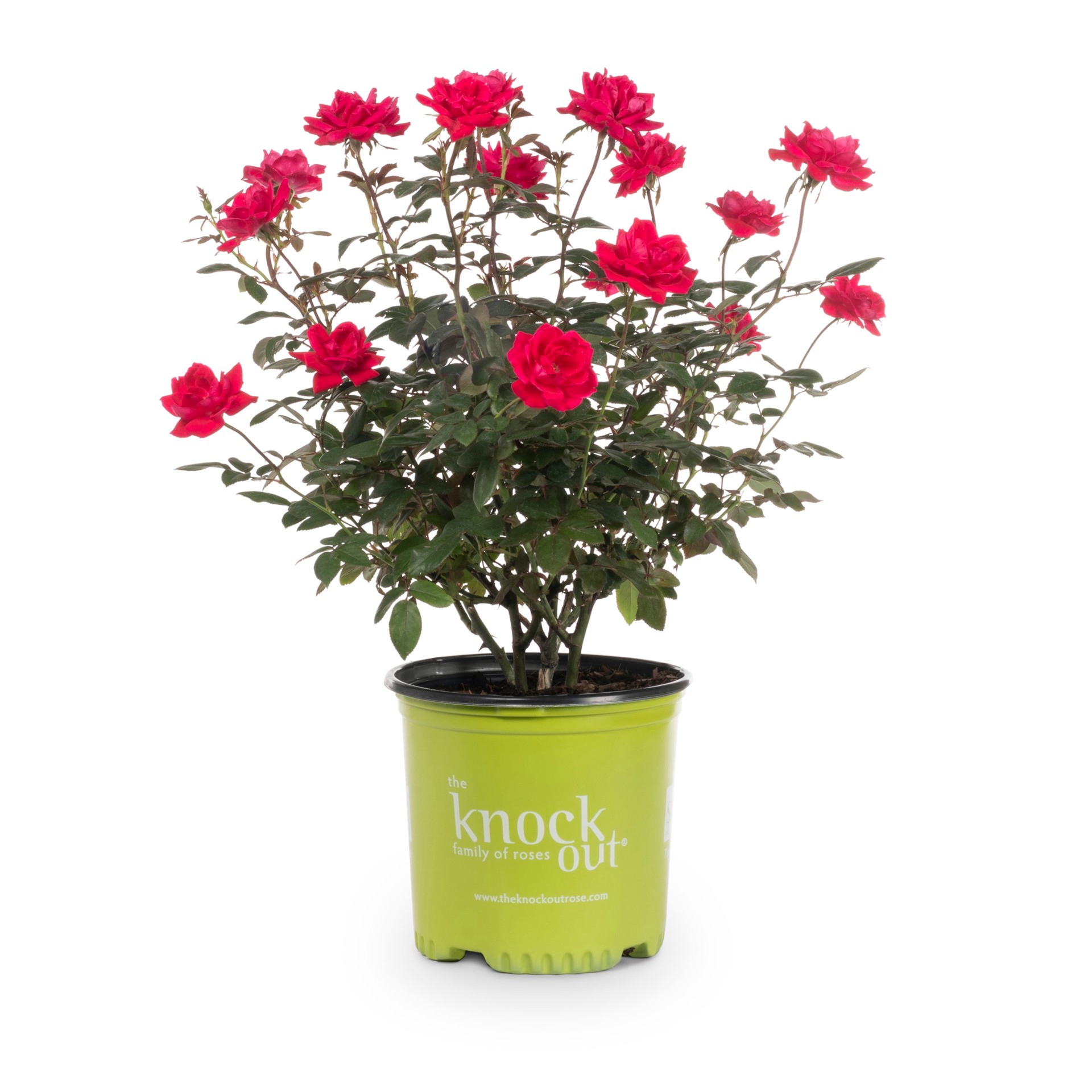 slide 1 of 2, Lowe's Double Red Knock Out Roses Flowering Shrub in 1 -Gallon Pot 1 -Pack with Red Blooms, 1 ct