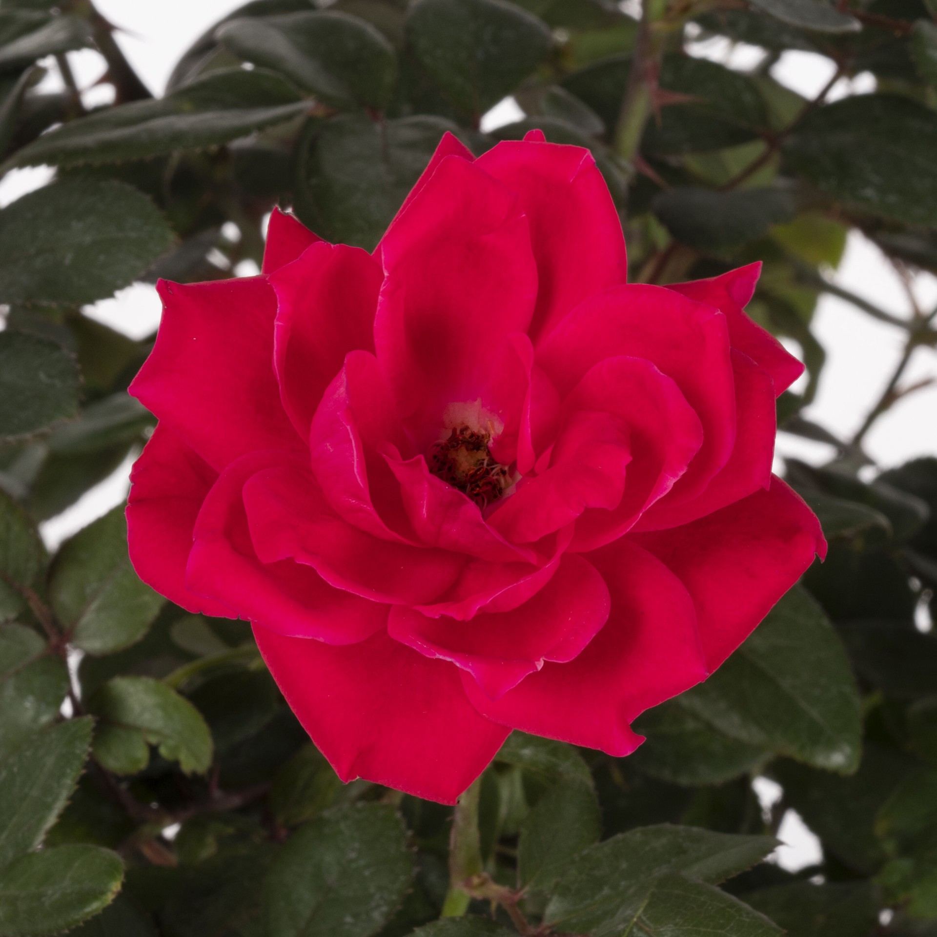slide 2 of 5, Lowe's Double Red Knock Out Roses Flowering Shrub in 1 -Gallon Pot 1 -Pack with Red Blooms, 1 ct