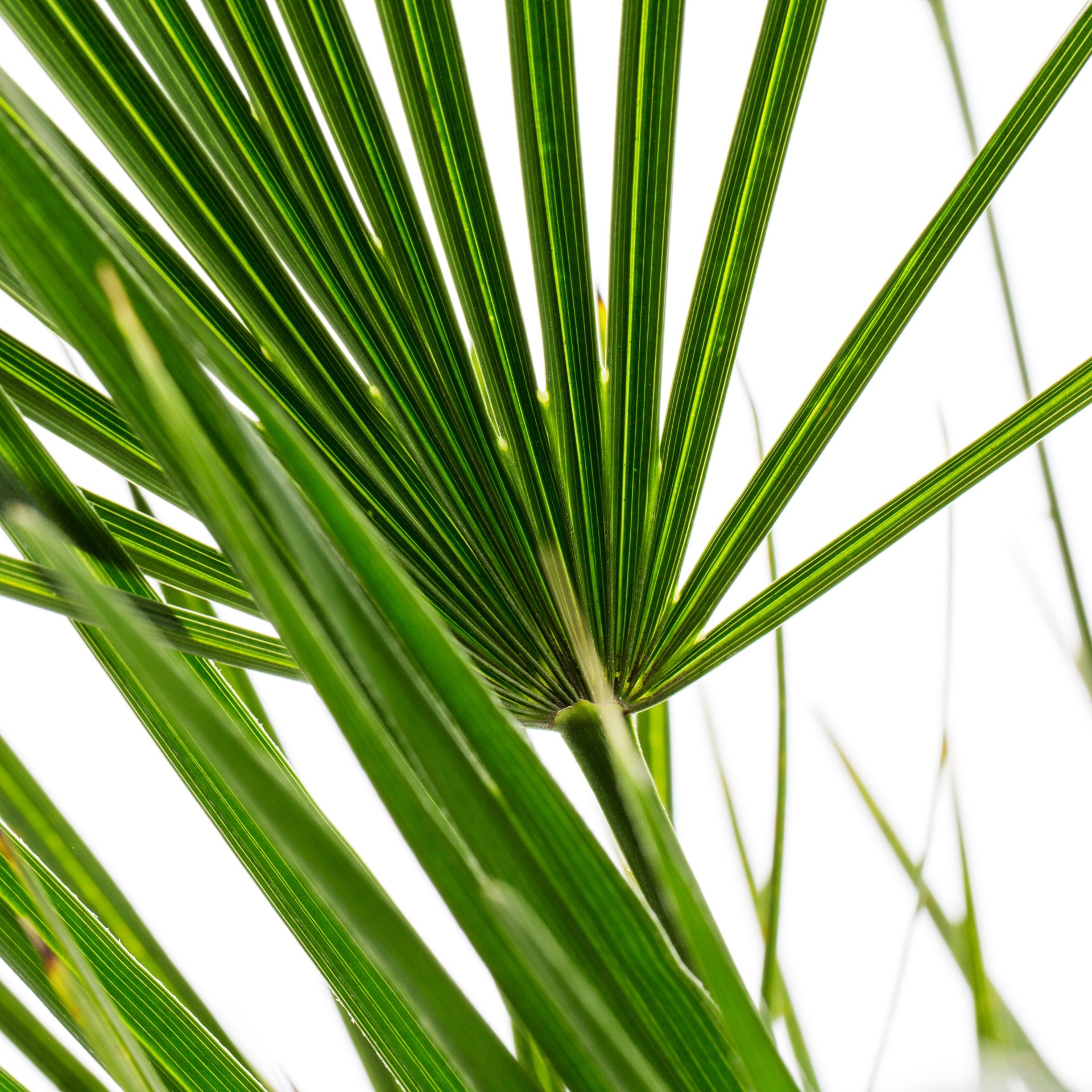 slide 2 of 2, Lowe's 11.1 -Gallon European Fan Palm, 1 ct