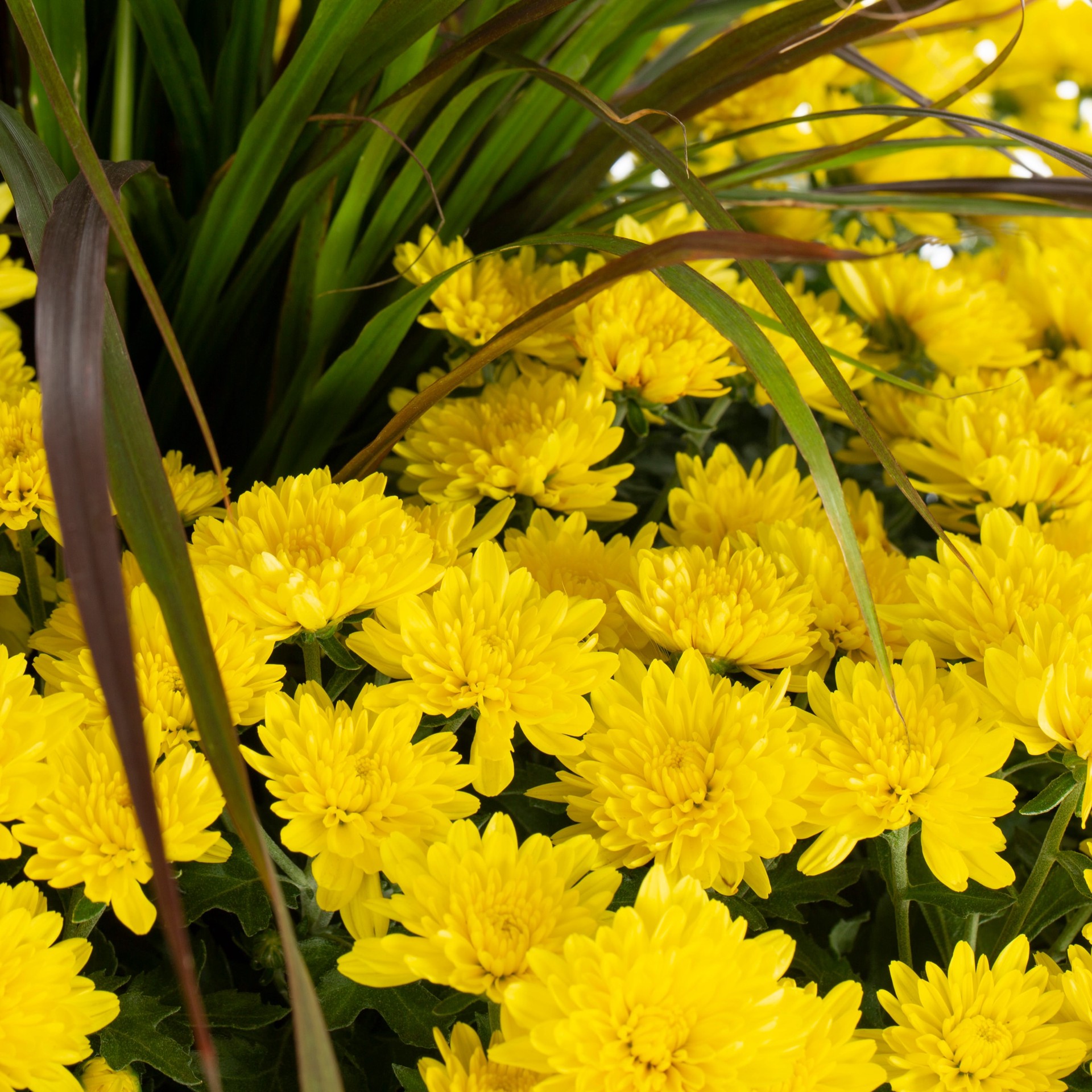 slide 2 of 5, Lowe's Yellow Mum in 3-Gallon Planter, 1 ct