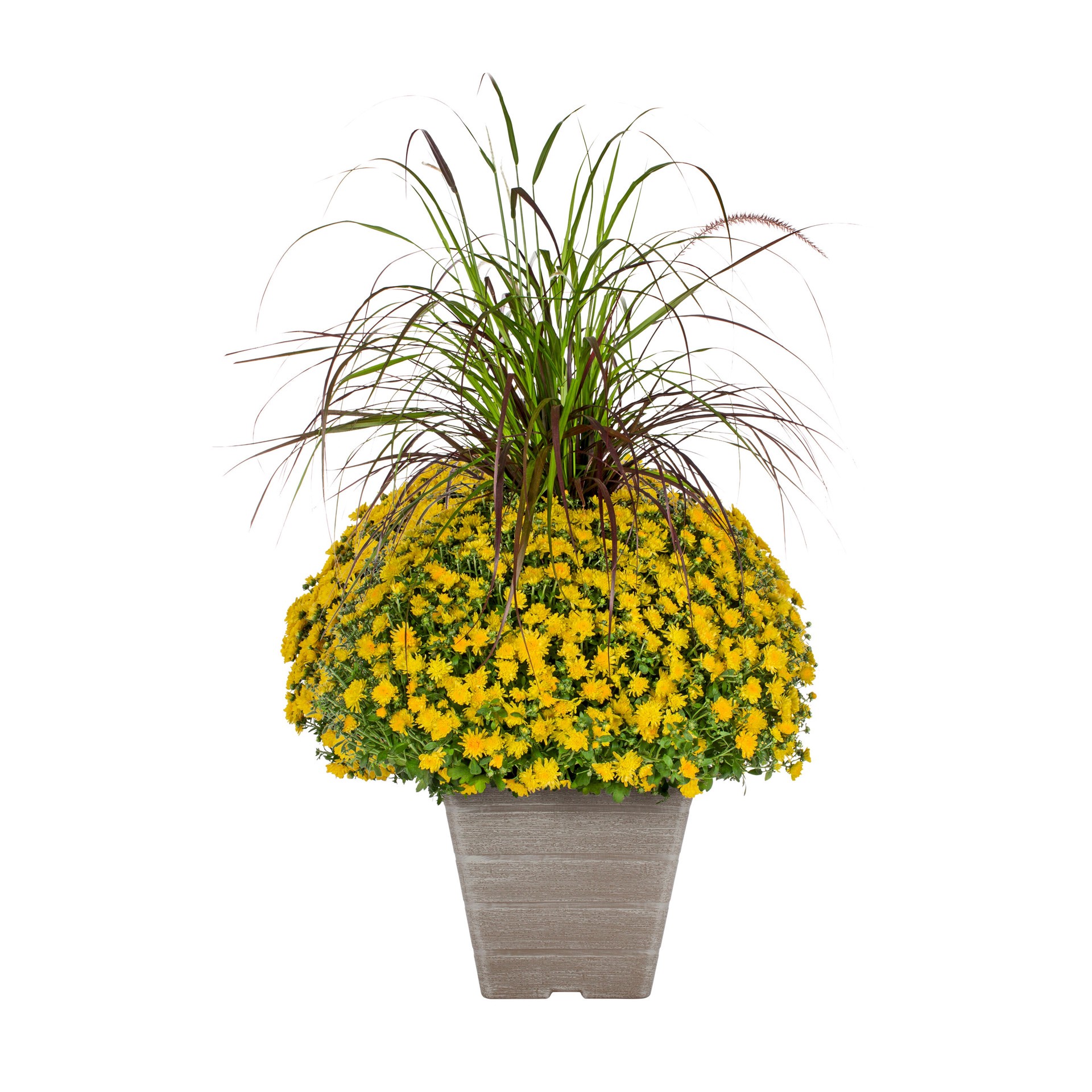 slide 3 of 5, Lowe's Yellow Mum in 3-Gallon Planter, 1 ct